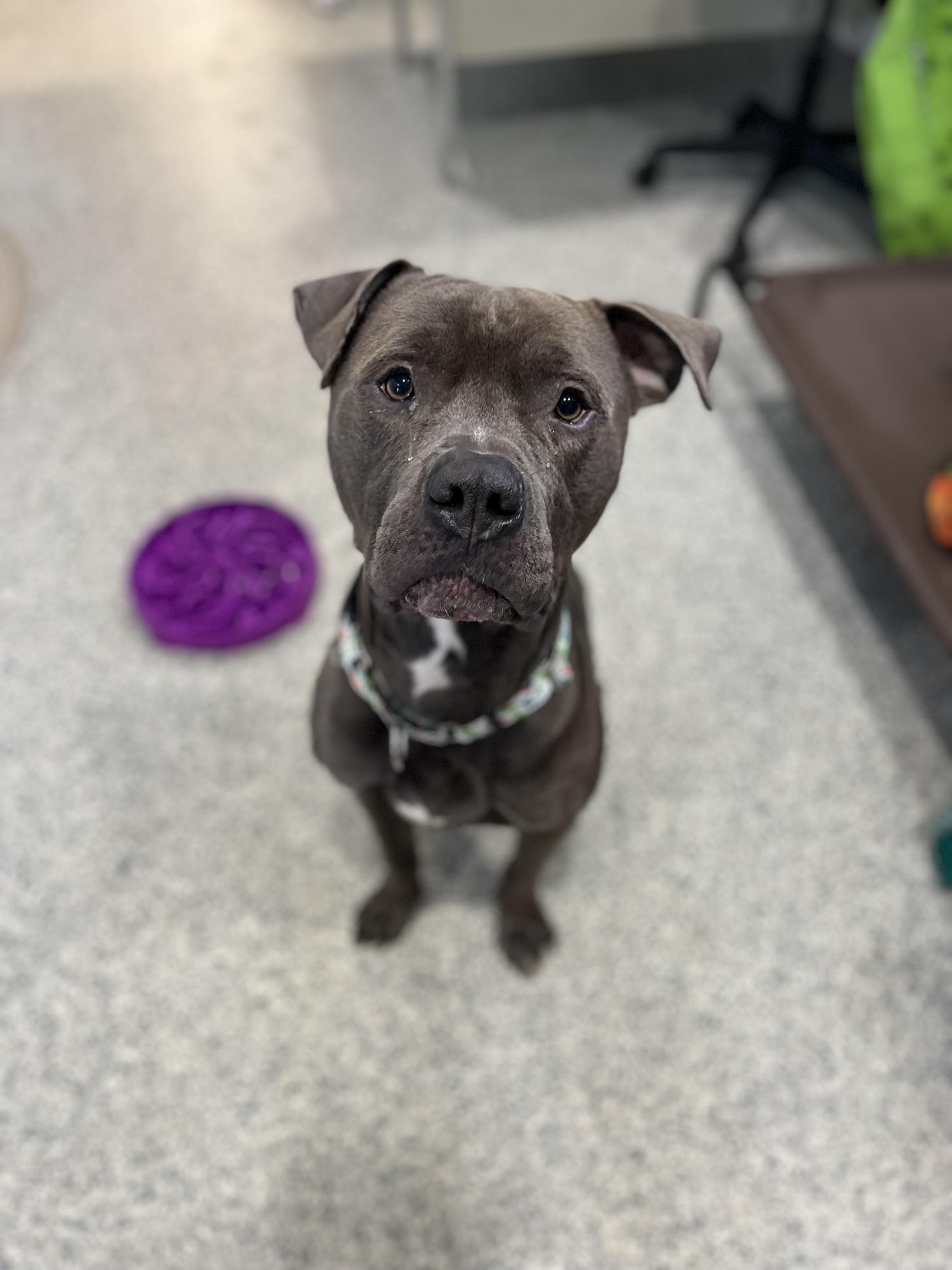 Enlarge Eddie, an adopted mixed breed in Watertown, CT image 4/6