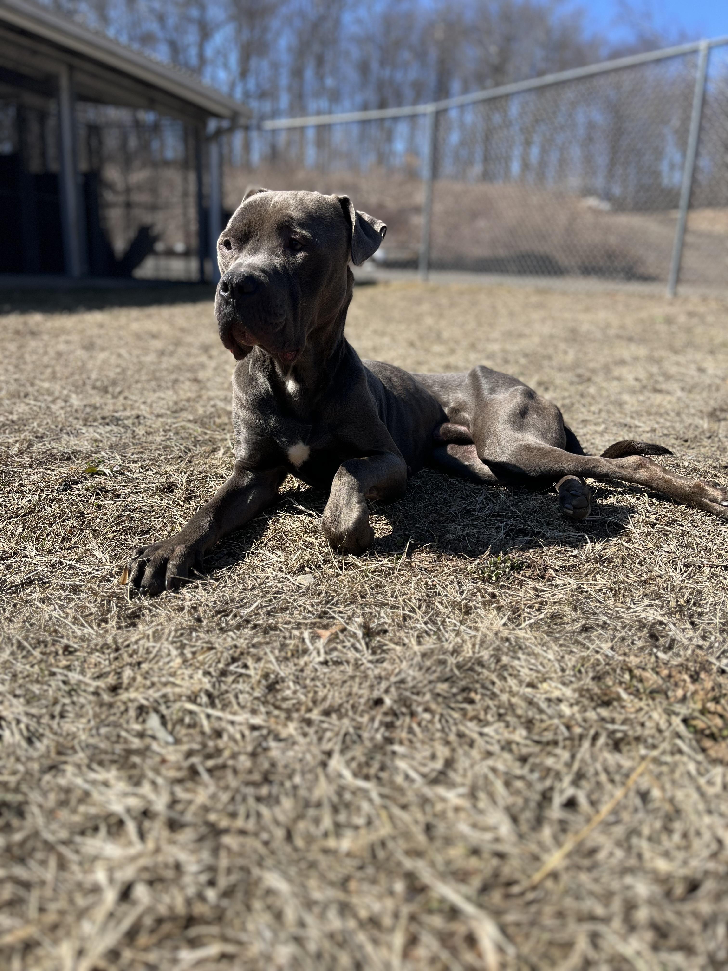 Enlarge Eddie, an adopted mixed breed in Watertown, CT image 1/6