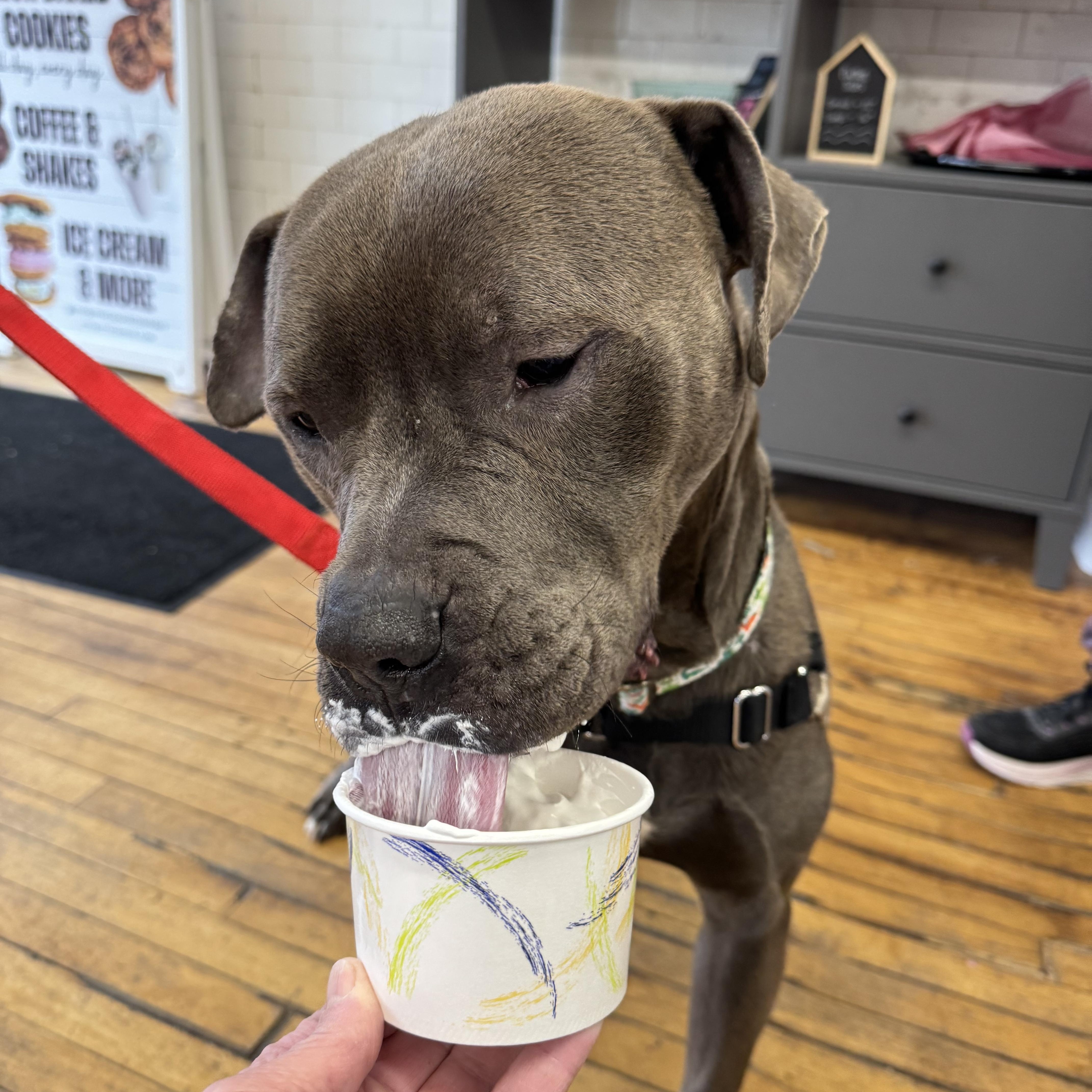 Enlarge Eddie, an adopted mixed breed in Watertown, CT image 5/6