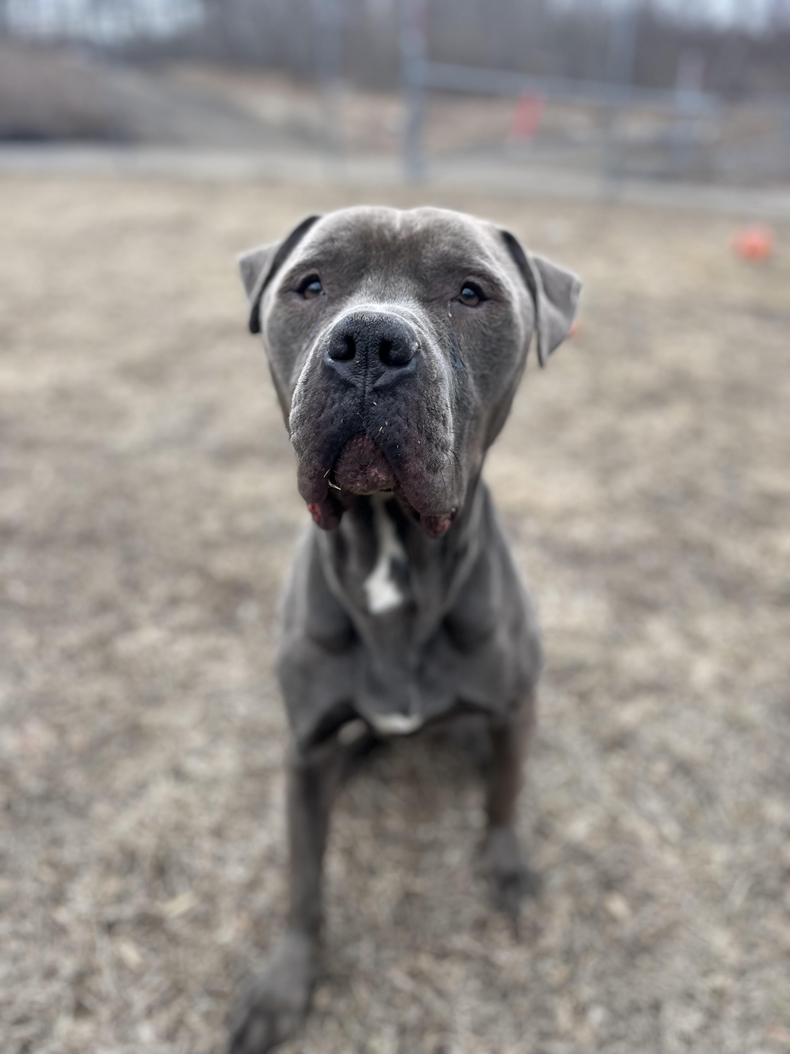 Enlarge Eddie, an adopted mixed breed in Watertown, CT image 6/6