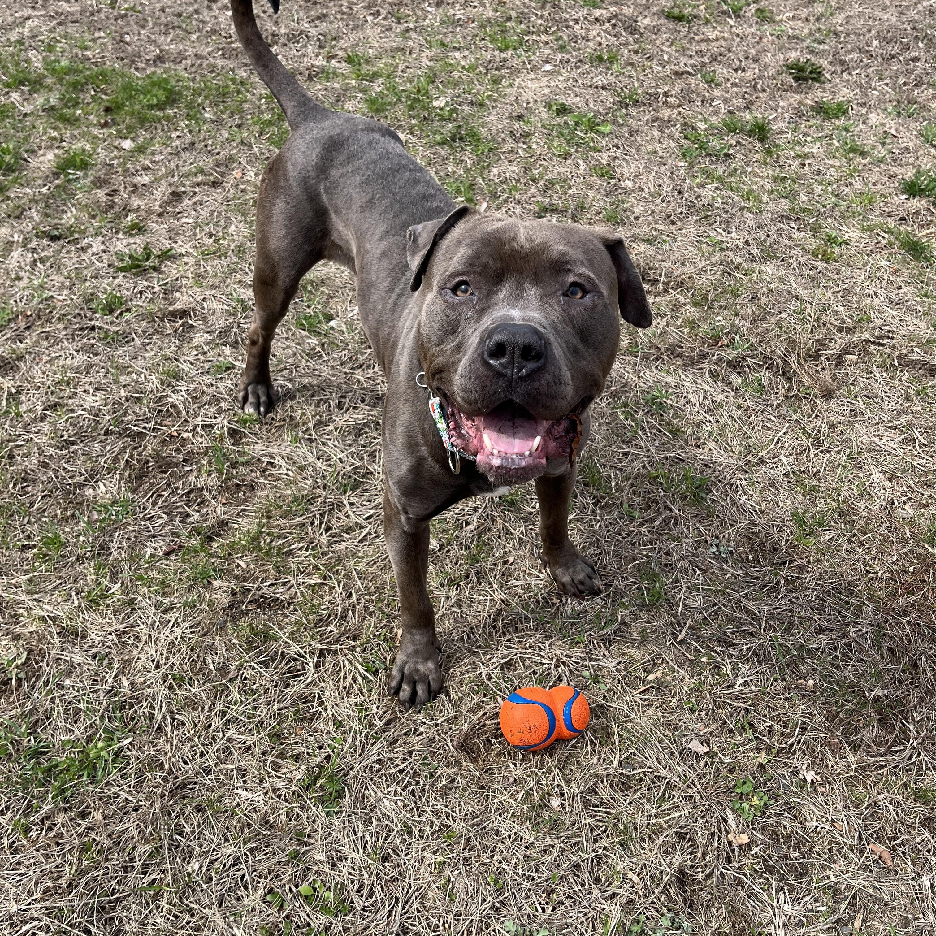 Eddie, adopted, Adult Male Pit Bull Terrier & Cane Corso.