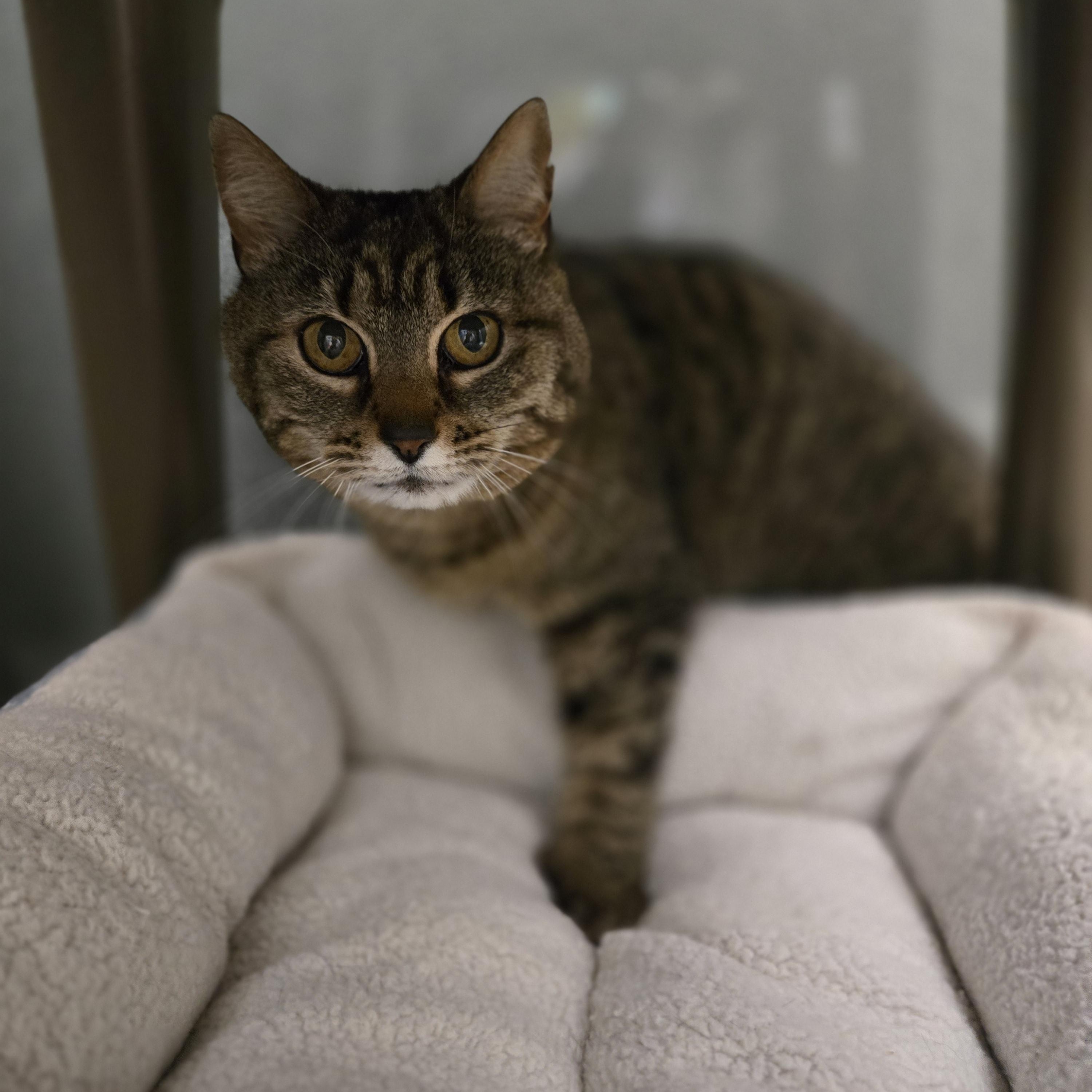 Skunk, a Adoptable Domestic Short Hair in Paris, ME image 4/4