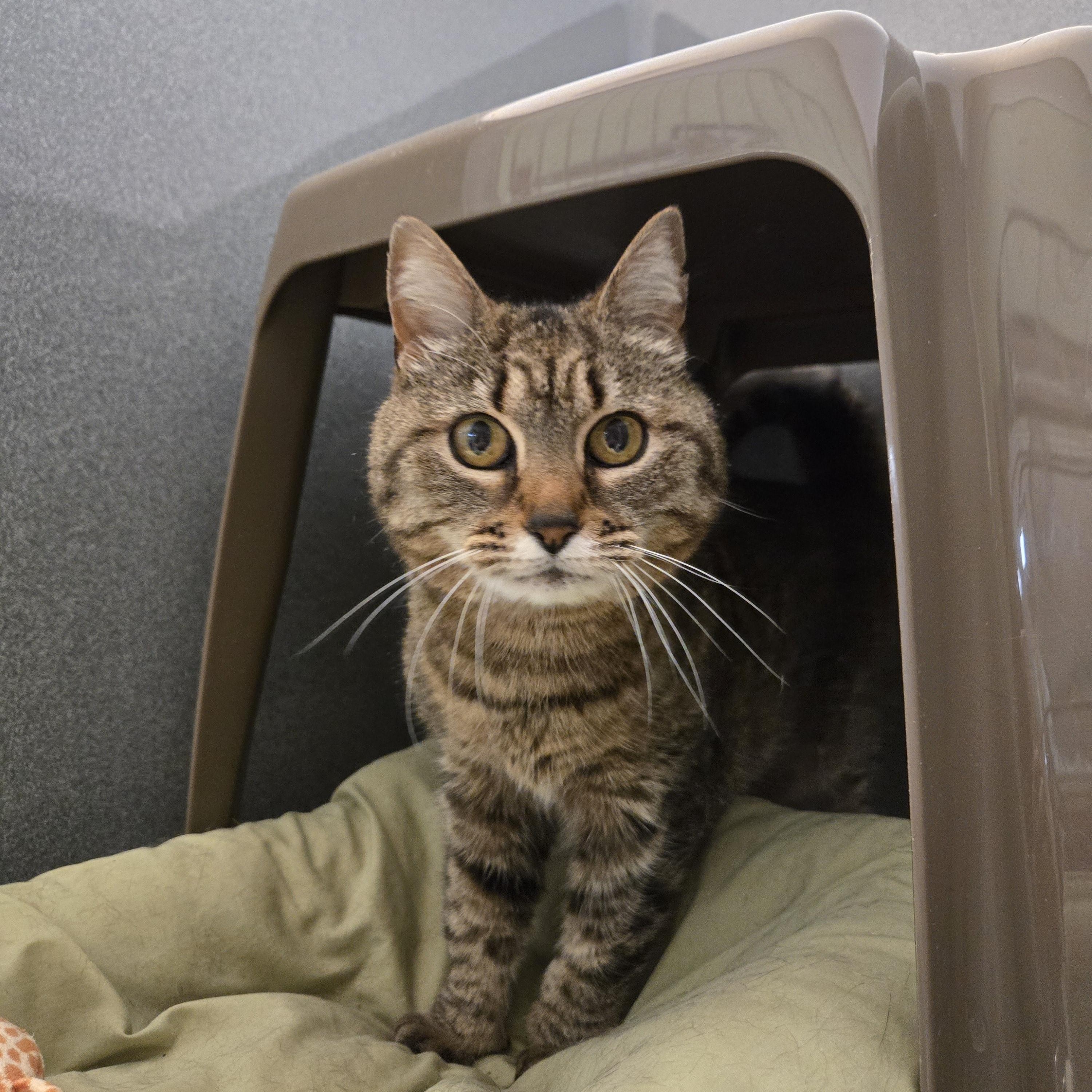 Skunk, Adoptable, Adult Female Domestic Short Hair.