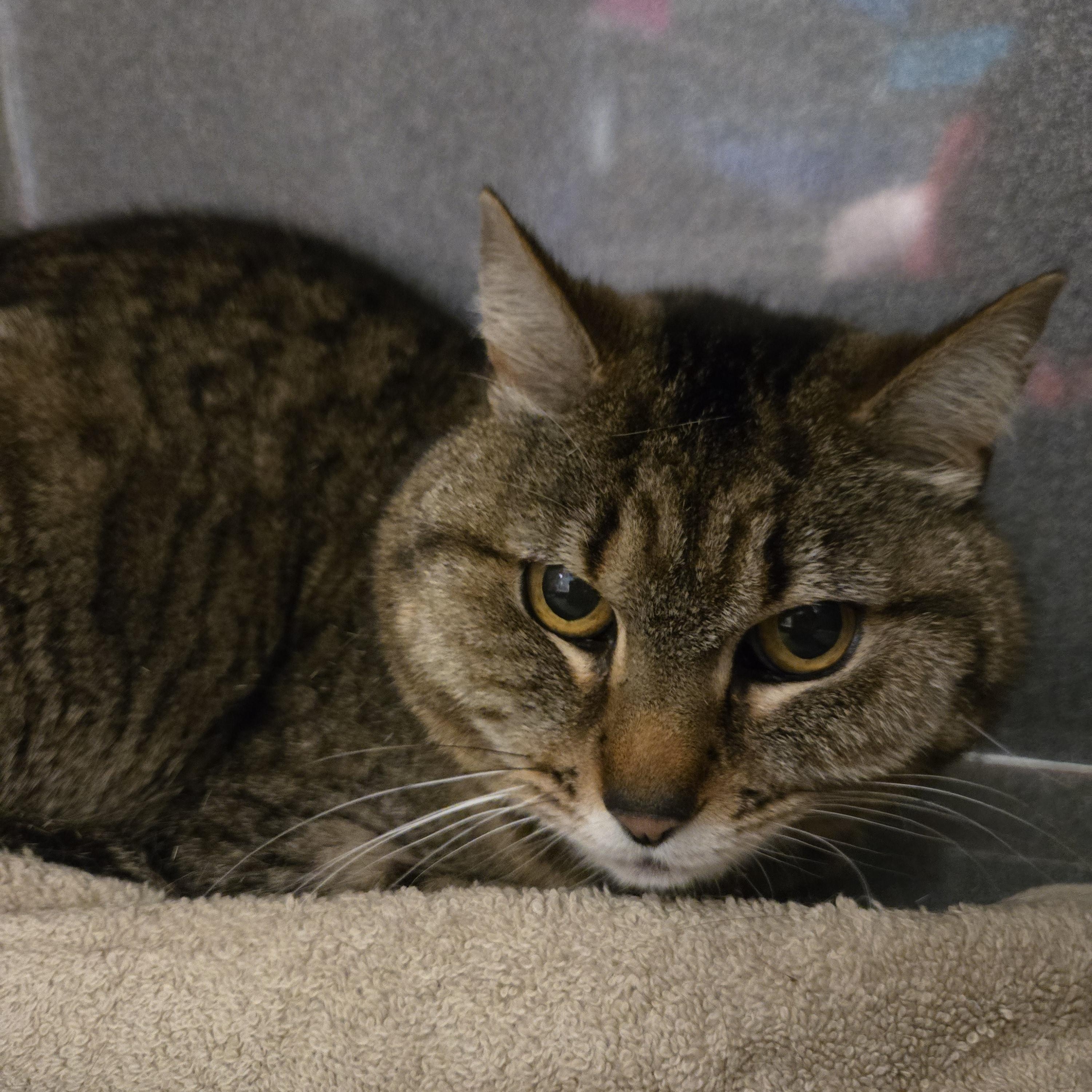 Skunk, a Adoptable Domestic Short Hair in Paris, ME image 2/4