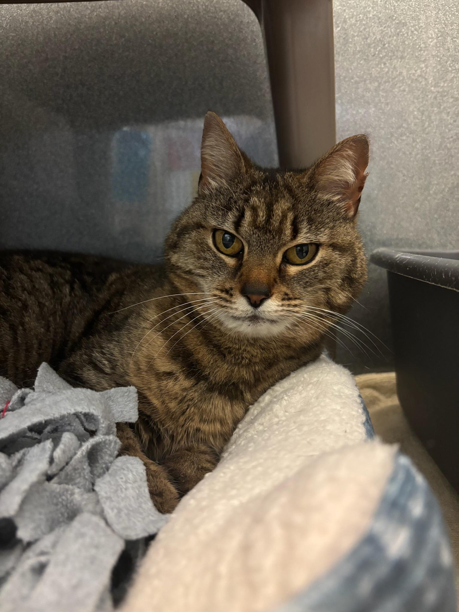 Skunk, a Adoptable Domestic Short Hair in Paris, ME image 3/4