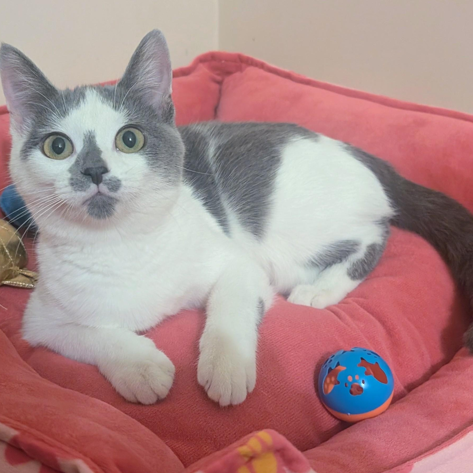Sally, ADOPTABLE, Young Female Domestic Short Hair.