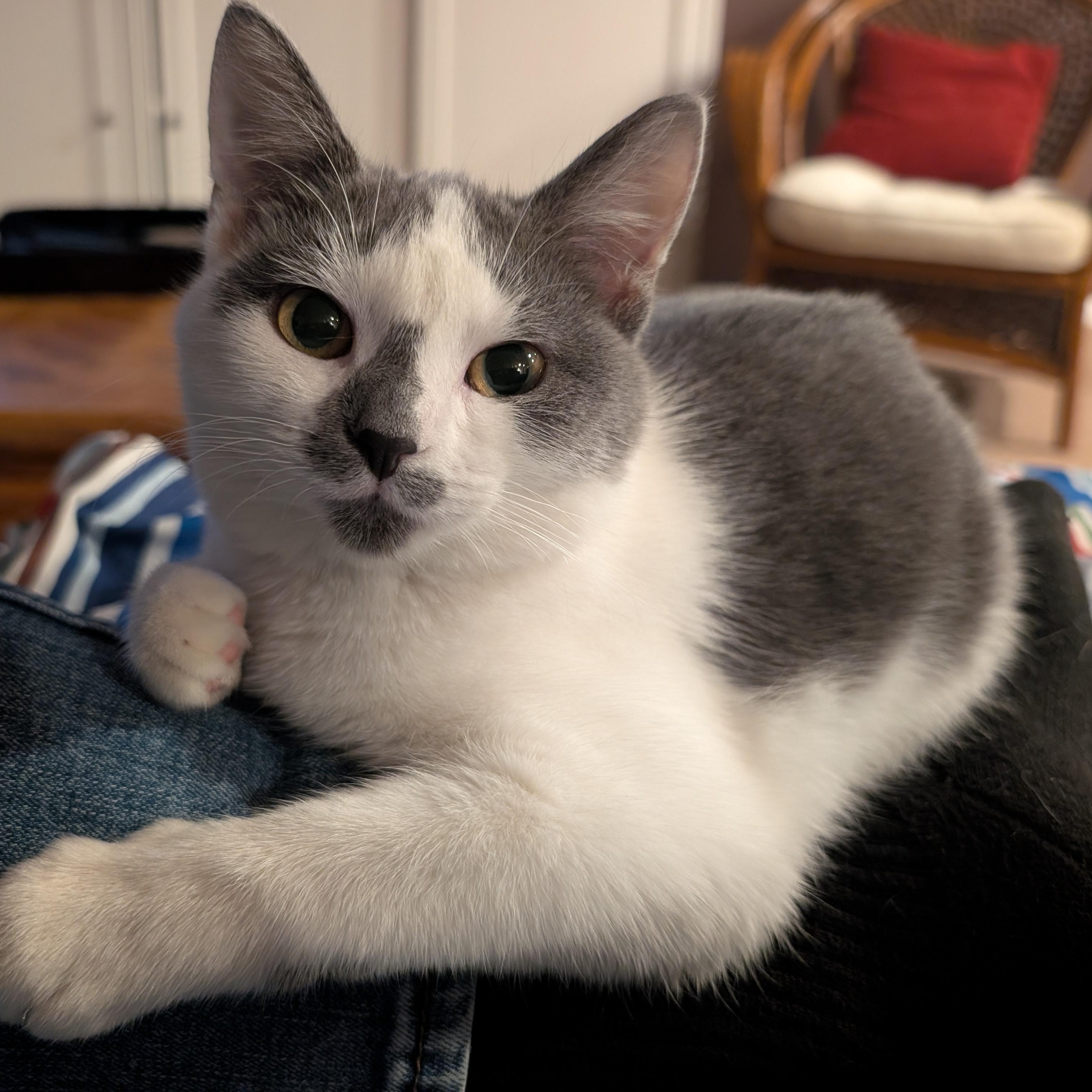 Sally, a ADOPTABLE mixed breed in Bolingbrook, IL image 2/6