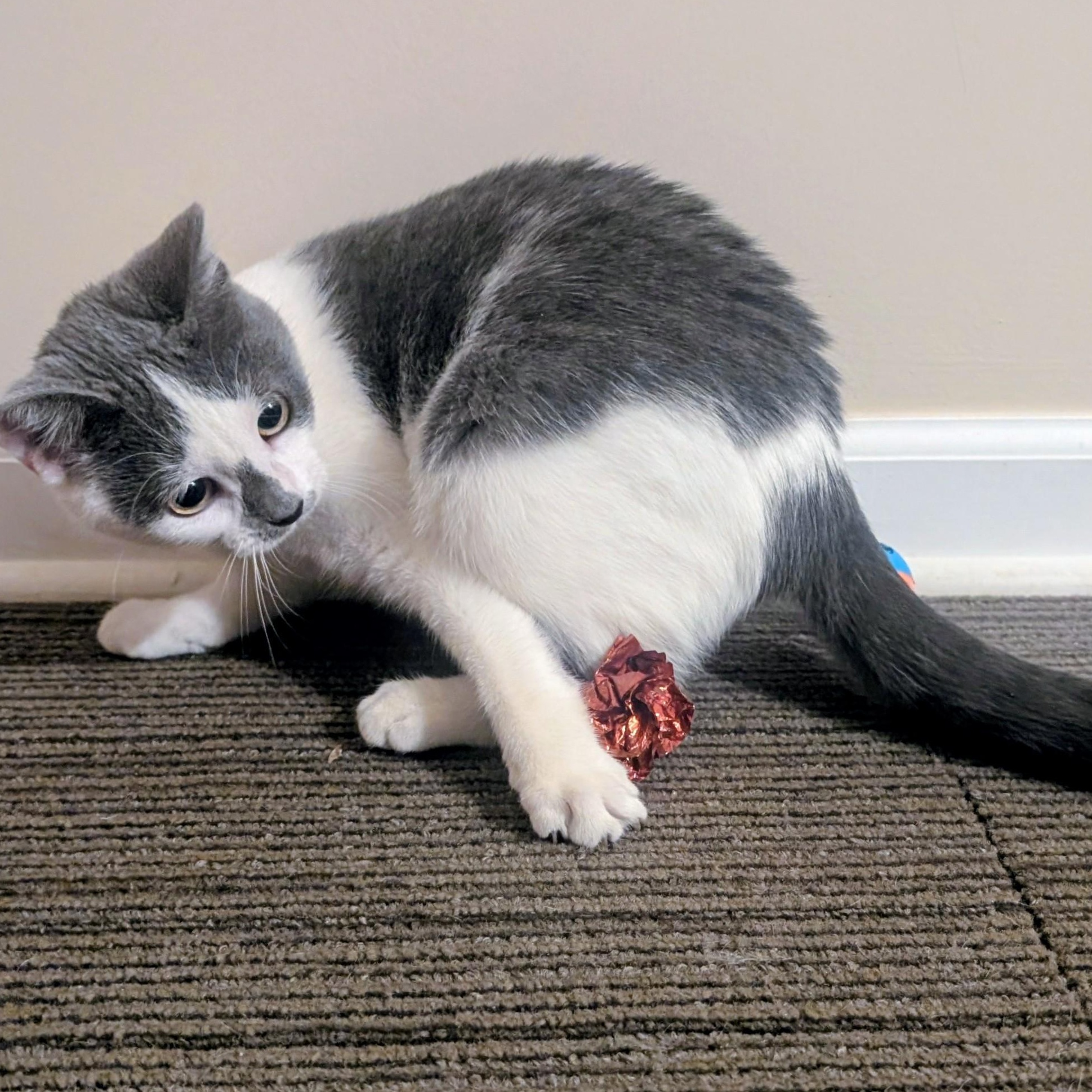 Sally, a ADOPTABLE mixed breed in Bolingbrook, IL image 3/6