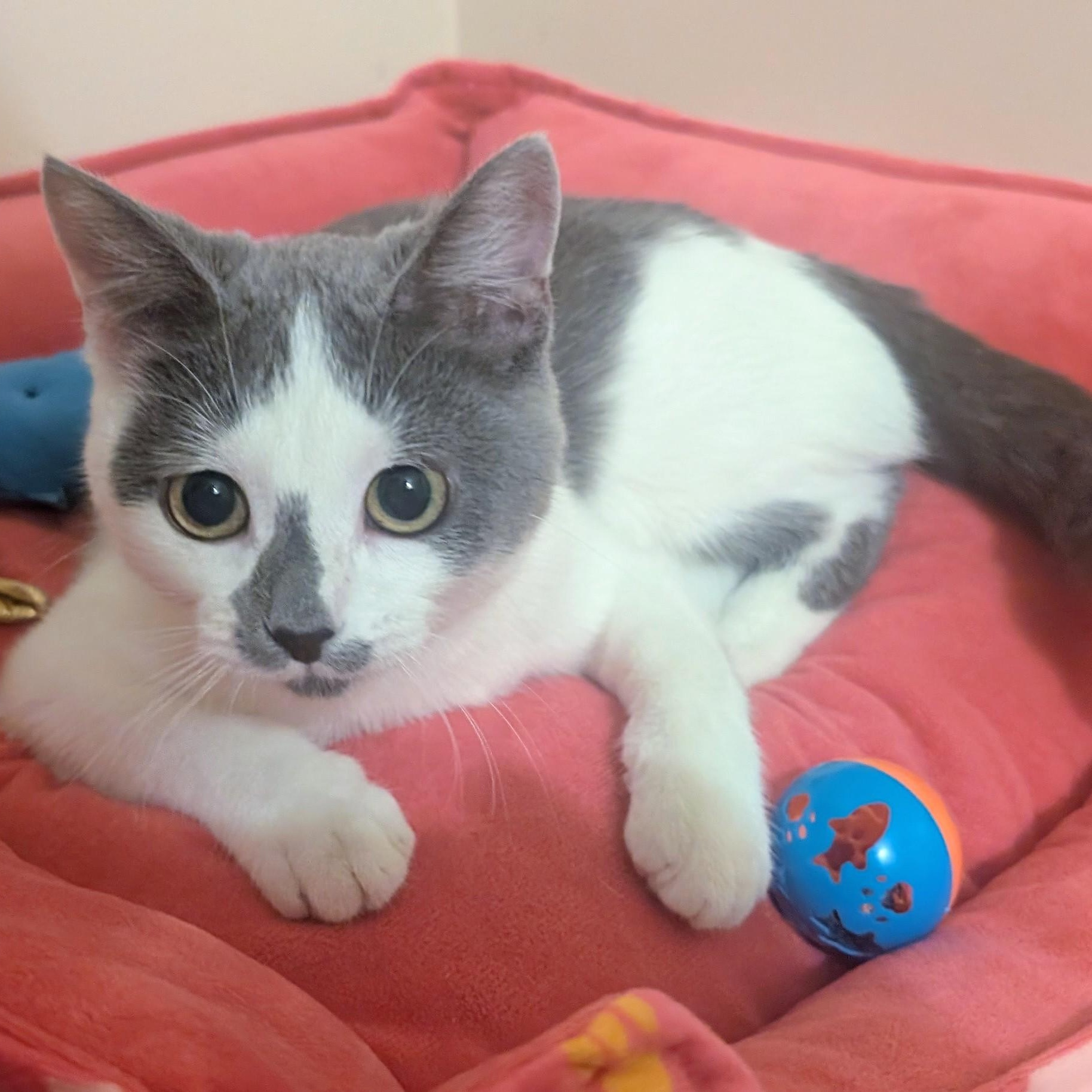 Sally, a ADOPTABLE mixed breed in Bolingbrook, IL image 4/6