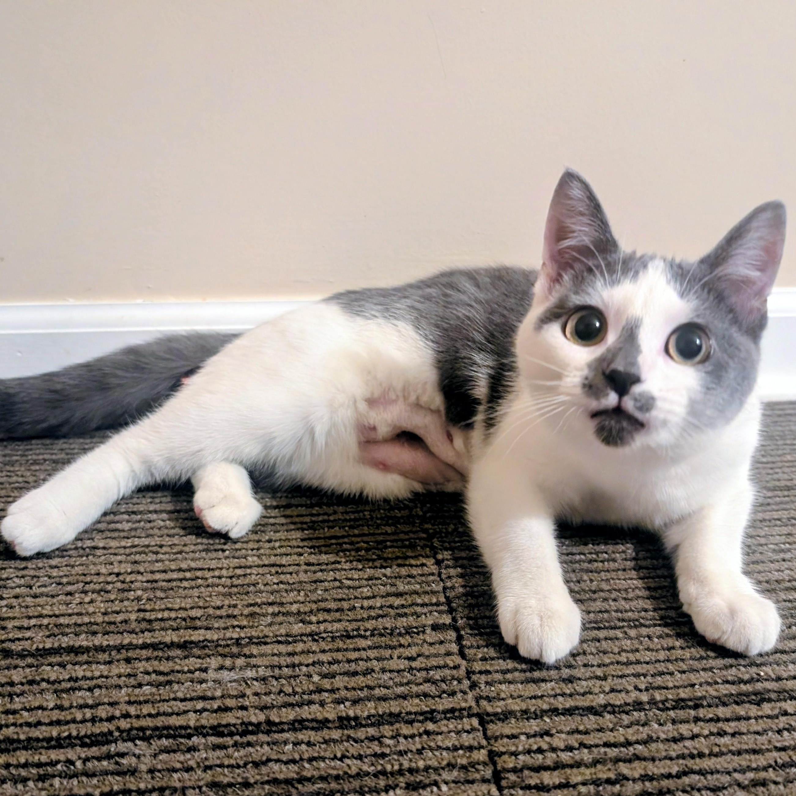 Sally, a ADOPTABLE mixed breed in Bolingbrook, IL image 5/6