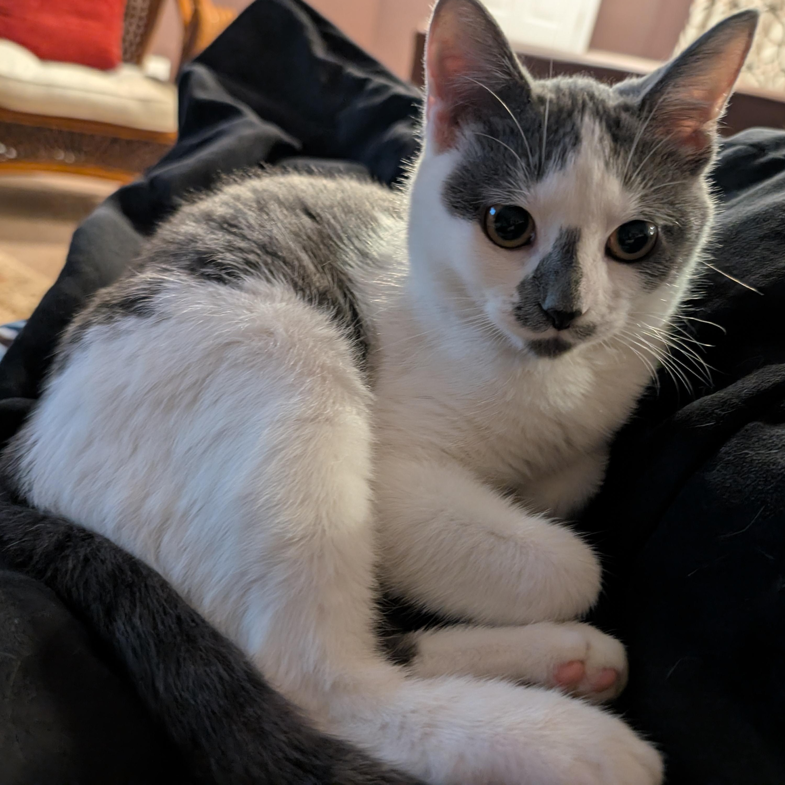 Sally, a ADOPTABLE mixed breed in Bolingbrook, IL image 6/6