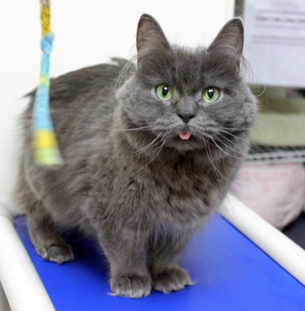 Enlarge Mani, a Adoptable Domestic Long Hair in Mansfield, MA image 1/2