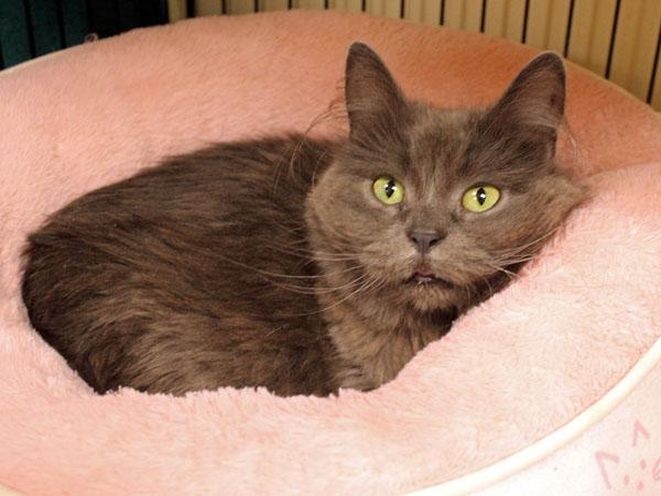 Enlarge Mani, a Adoptable Domestic Long Hair in Mansfield, MA image 2/2
