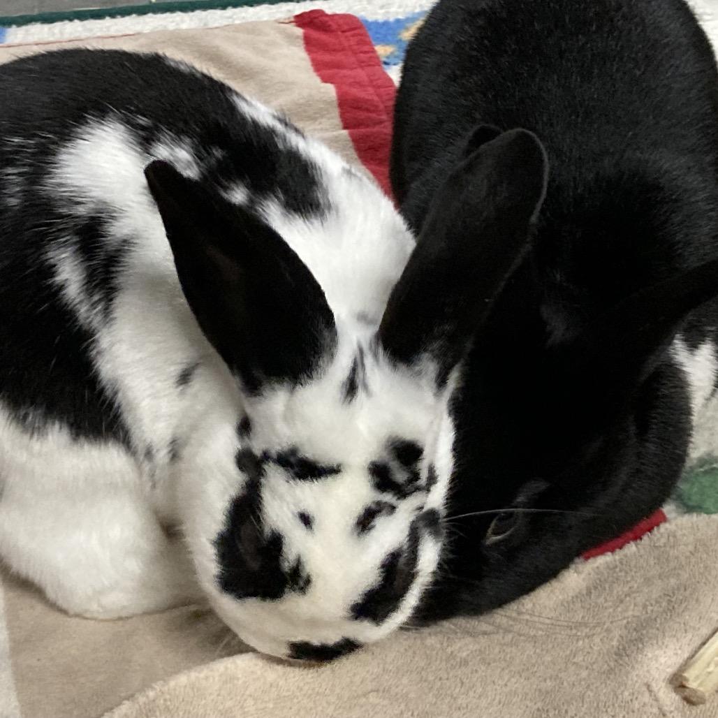 Maverick (and Luna), Adoptable, Adult Male English Spot.