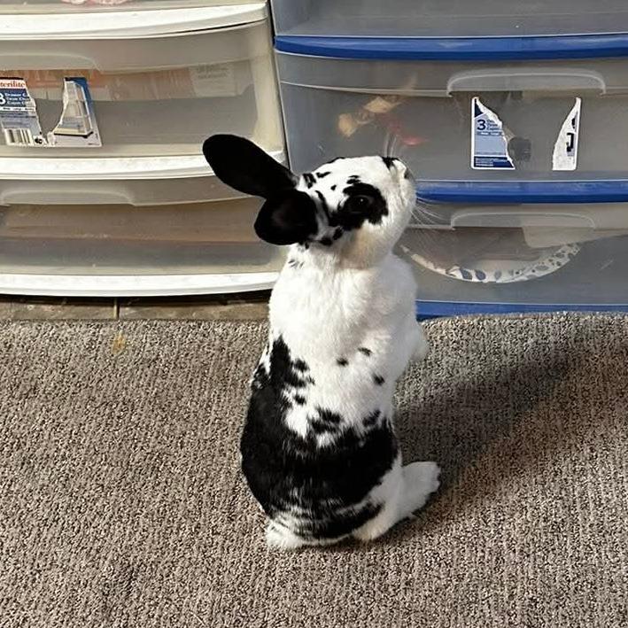 Enlarge Maverick (and Luna), a Adoptable English Spot in Baltimore, MD image 2/6