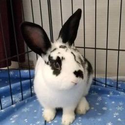 Enlarge Maverick (and Luna), a Adoptable English Spot in Baltimore, MD image 3/4