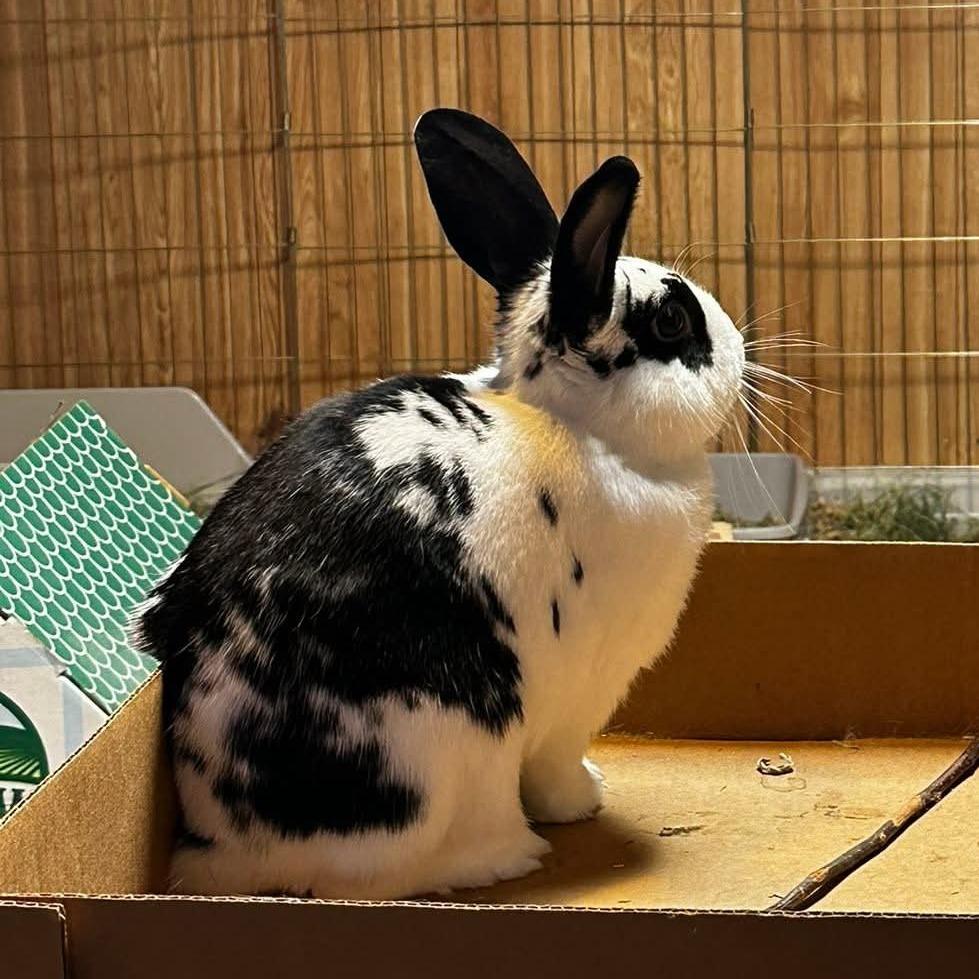 Enlarge Maverick (and Luna), a Adoptable English Spot in Baltimore, MD image 4/6