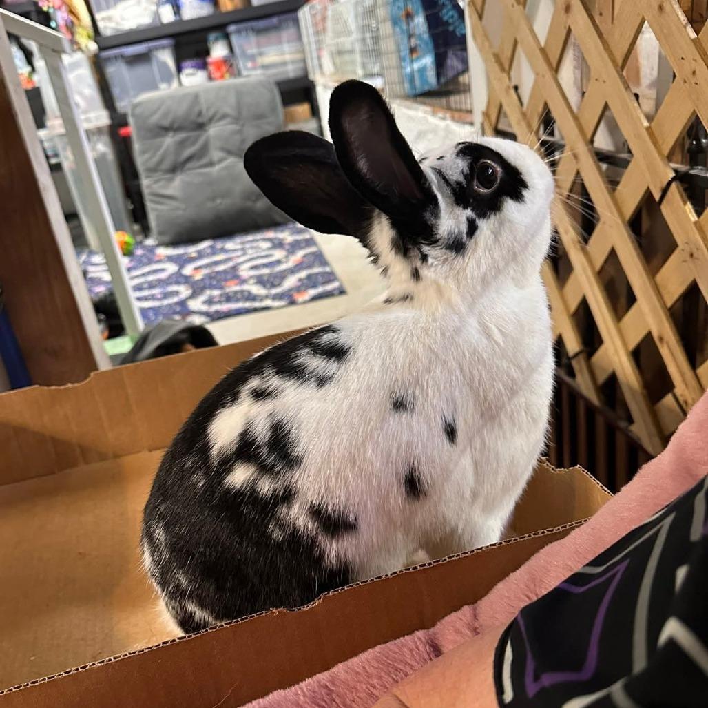 Enlarge Maverick (and Luna), a Adoptable English Spot in Baltimore, MD image 4/6