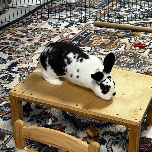 Enlarge Maverick (and Luna), a Adoptable English Spot in Baltimore, MD image 5/6