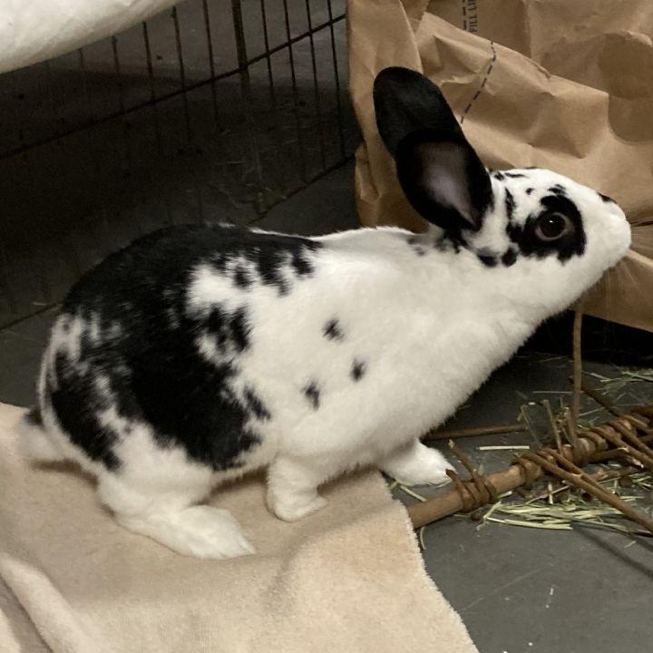 Enlarge Maverick (and Luna), a Adoptable English Spot in Baltimore, MD image 6/6