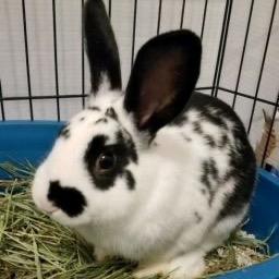 Enlarge Maverick (and Luna), a Adoptable English Spot in Baltimore, MD image 4/4