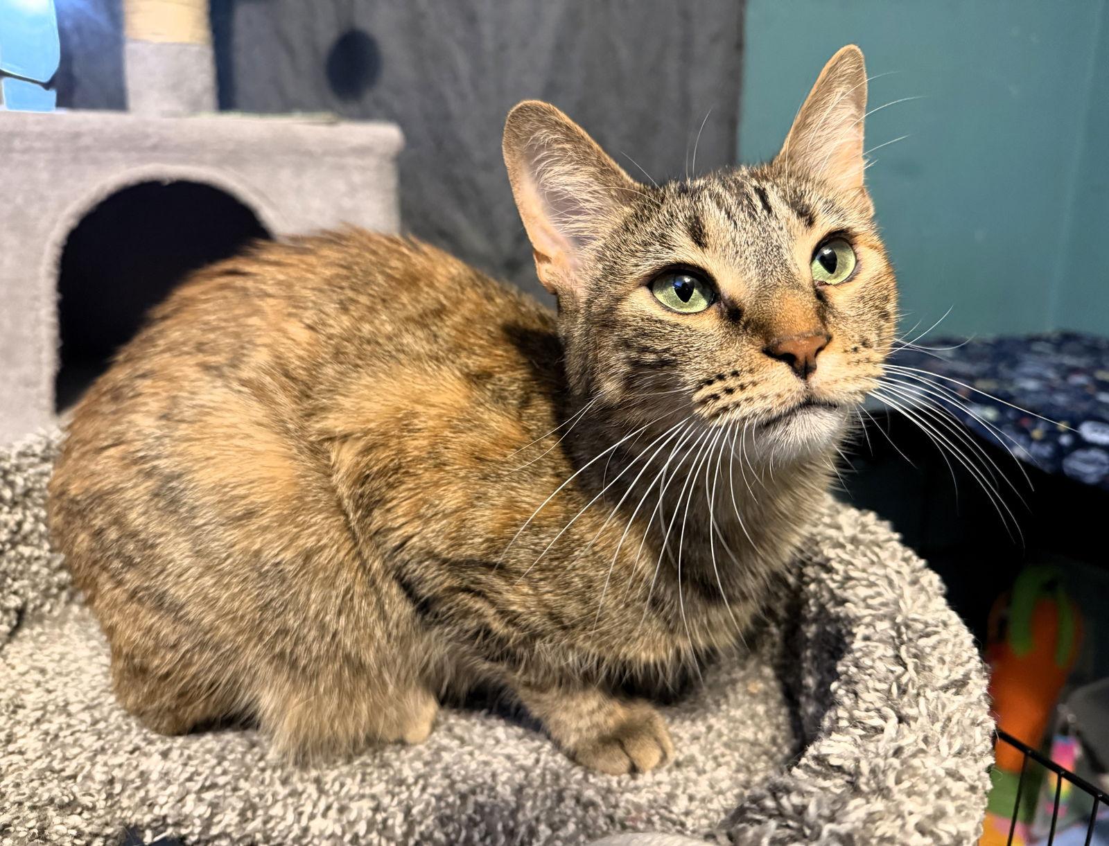 Layla, Adoptable, Adult Female Torbie & Tortoiseshell.