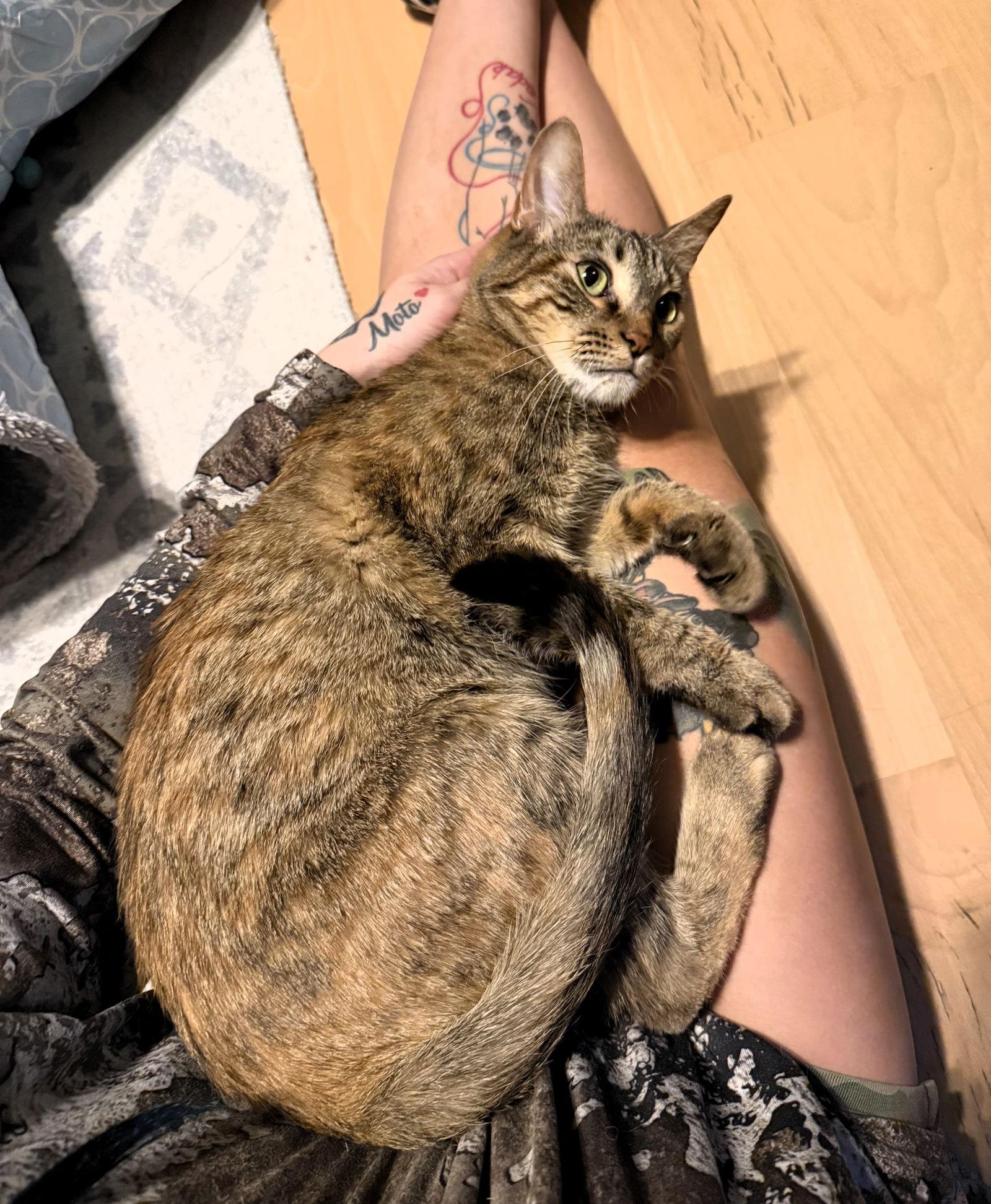 Enlarge Layla, a Adoptable mixed breed in Lighthouse Point, FL image 2/3