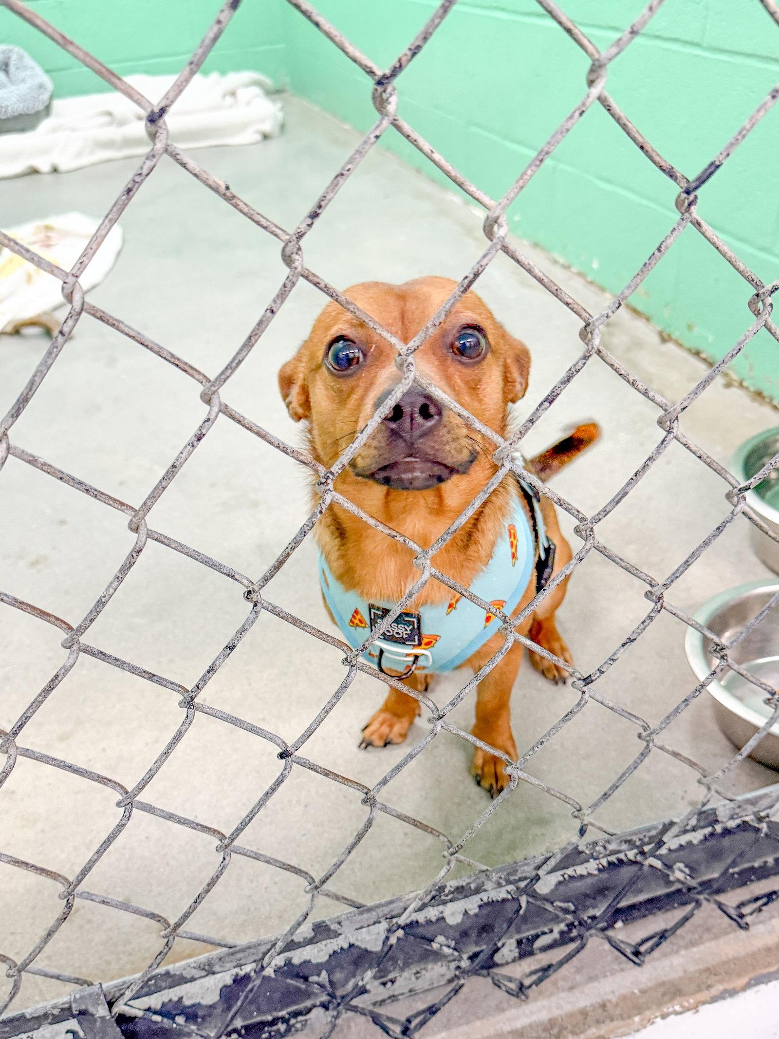 Enlarge Quavo, a Adoptable Chihuahua in Sanford, NC image 1/3