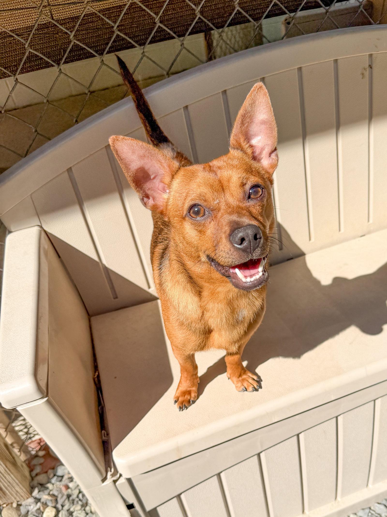 Enlarge Quavo, a Adoptable Chihuahua in Sanford, NC image 1/3
