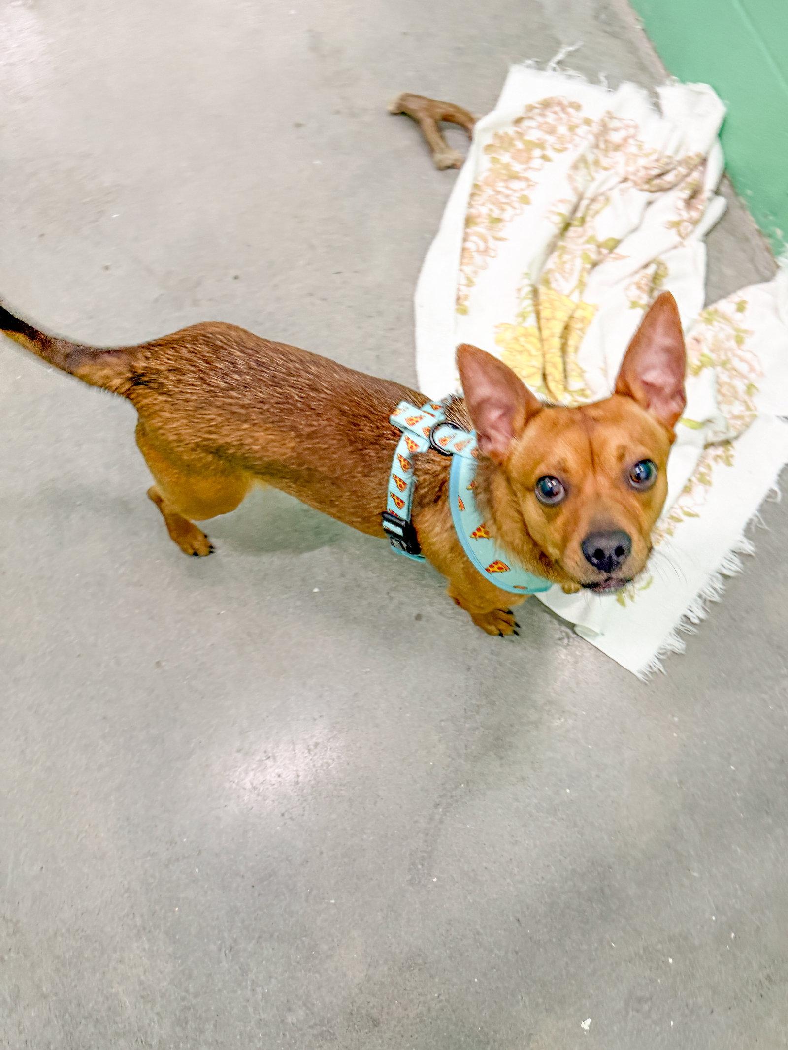 Enlarge Quavo, a Adoptable Chihuahua in Sanford, NC image 2/3