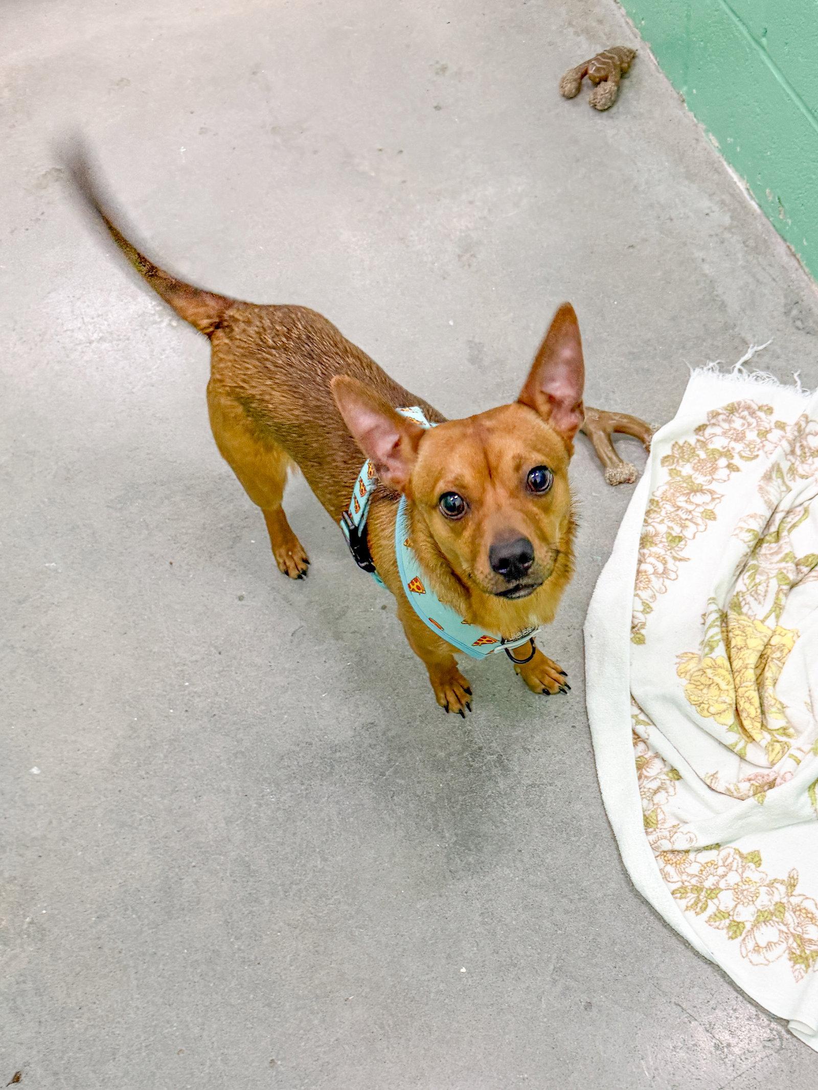 Enlarge Quavo, a Adoptable Chihuahua in Sanford, NC image 3/3