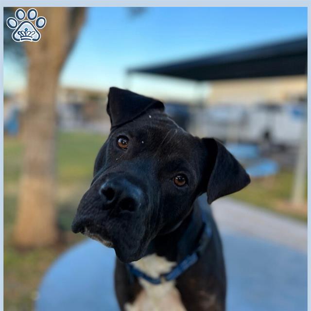 Enlarge DUSTY, a Adoptable Staffordshire Bull Terrier in Sugar Land, TX image 1/1