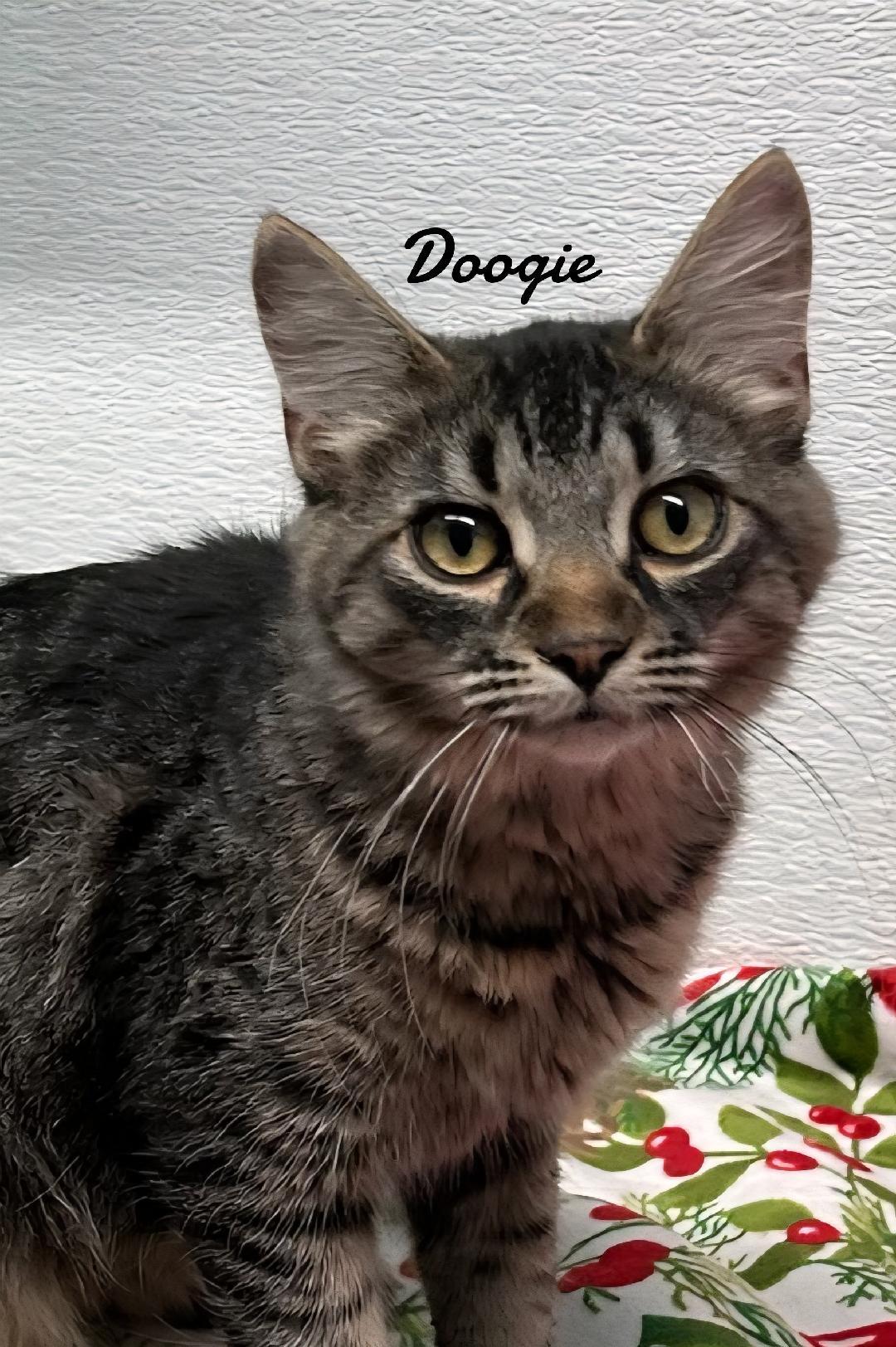 Doogie, Adoptable, Kitten Male Domestic Medium Hair.