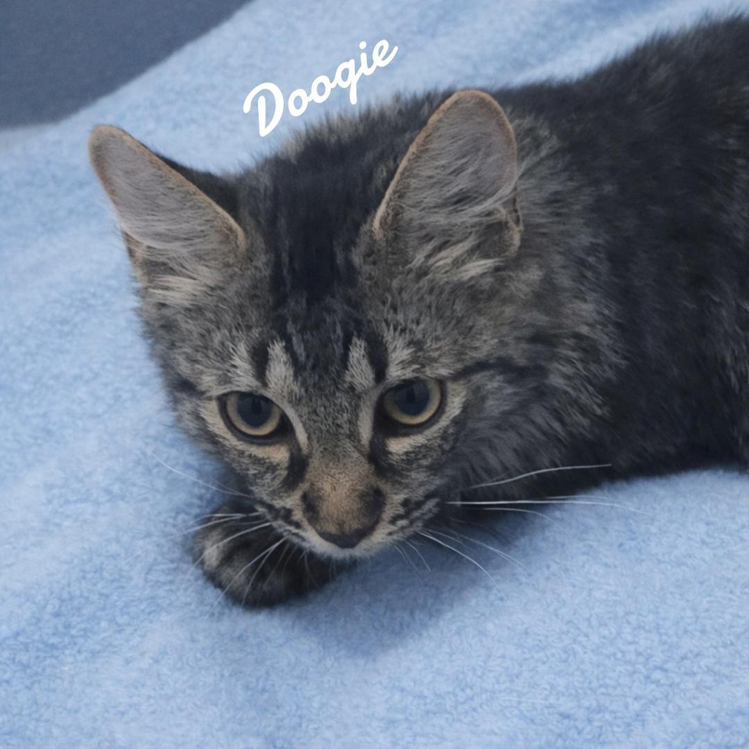 Enlarge Doogie, a Adoptable Domestic Medium Hair in Naugatuck, CT image 2/2