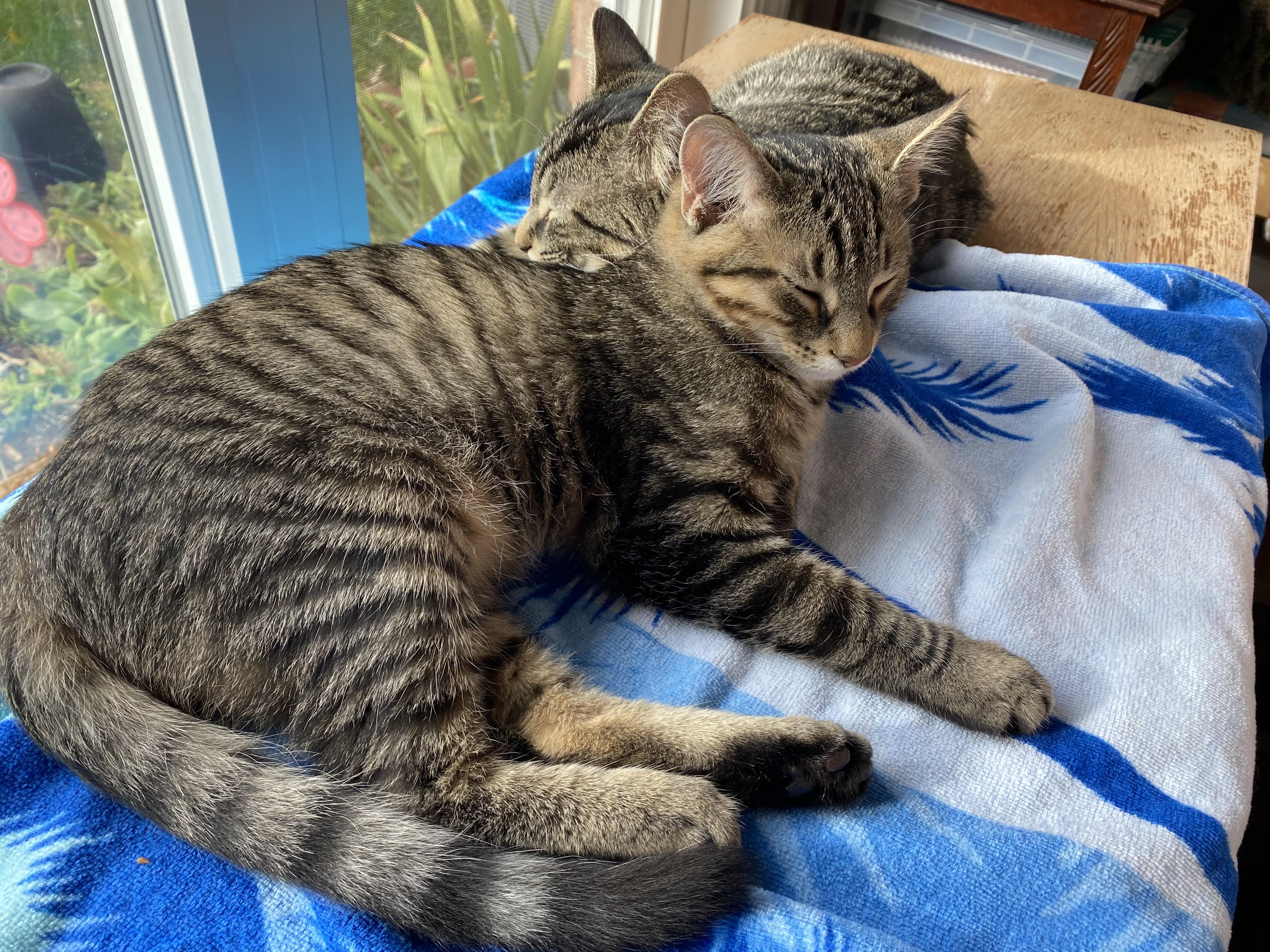 Enlarge Buddy, a Adoptable Tabby in New Albany, OH image 6/6