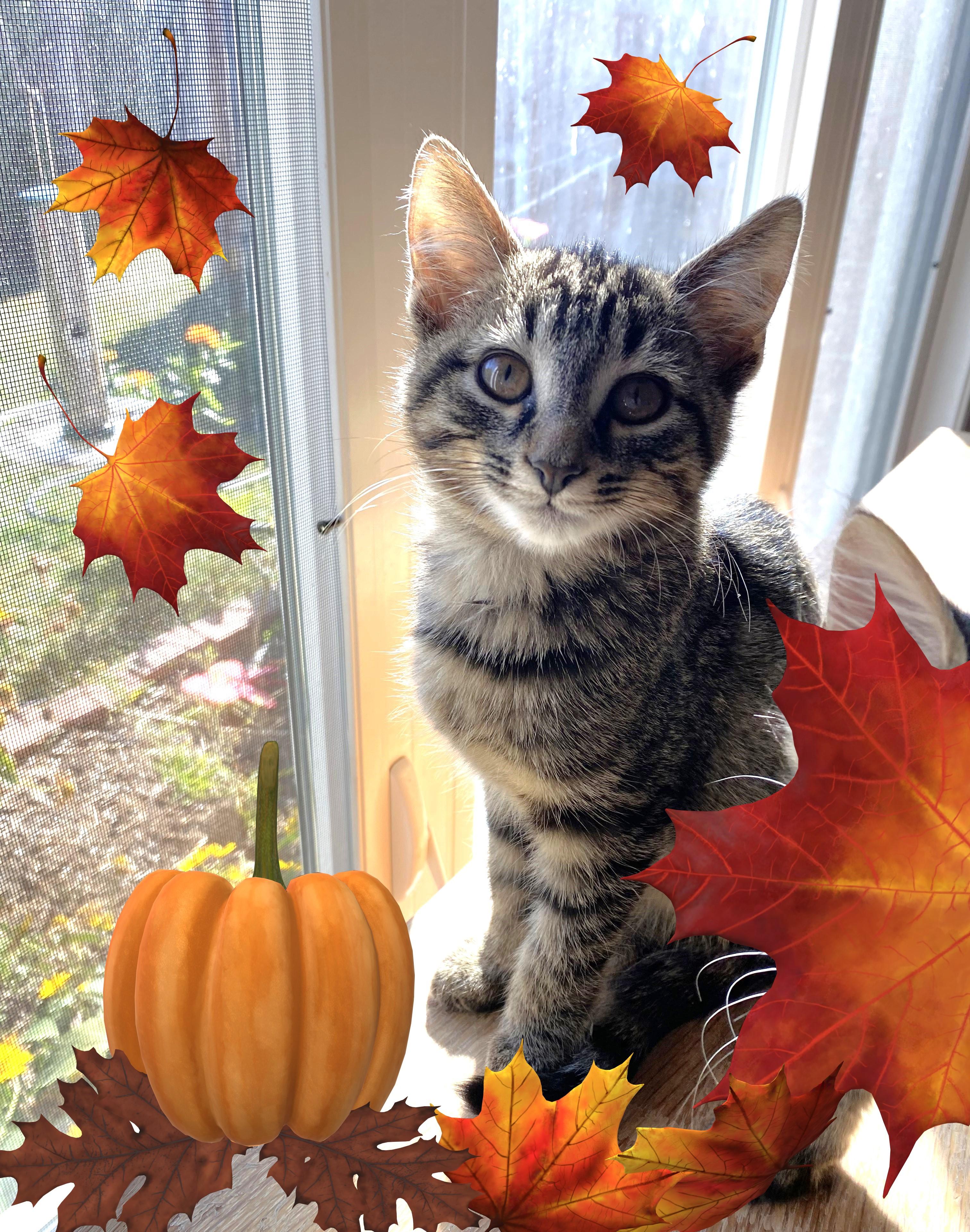 Enlarge Buddy, a Adoptable Tabby in New Albany, OH image 3/6