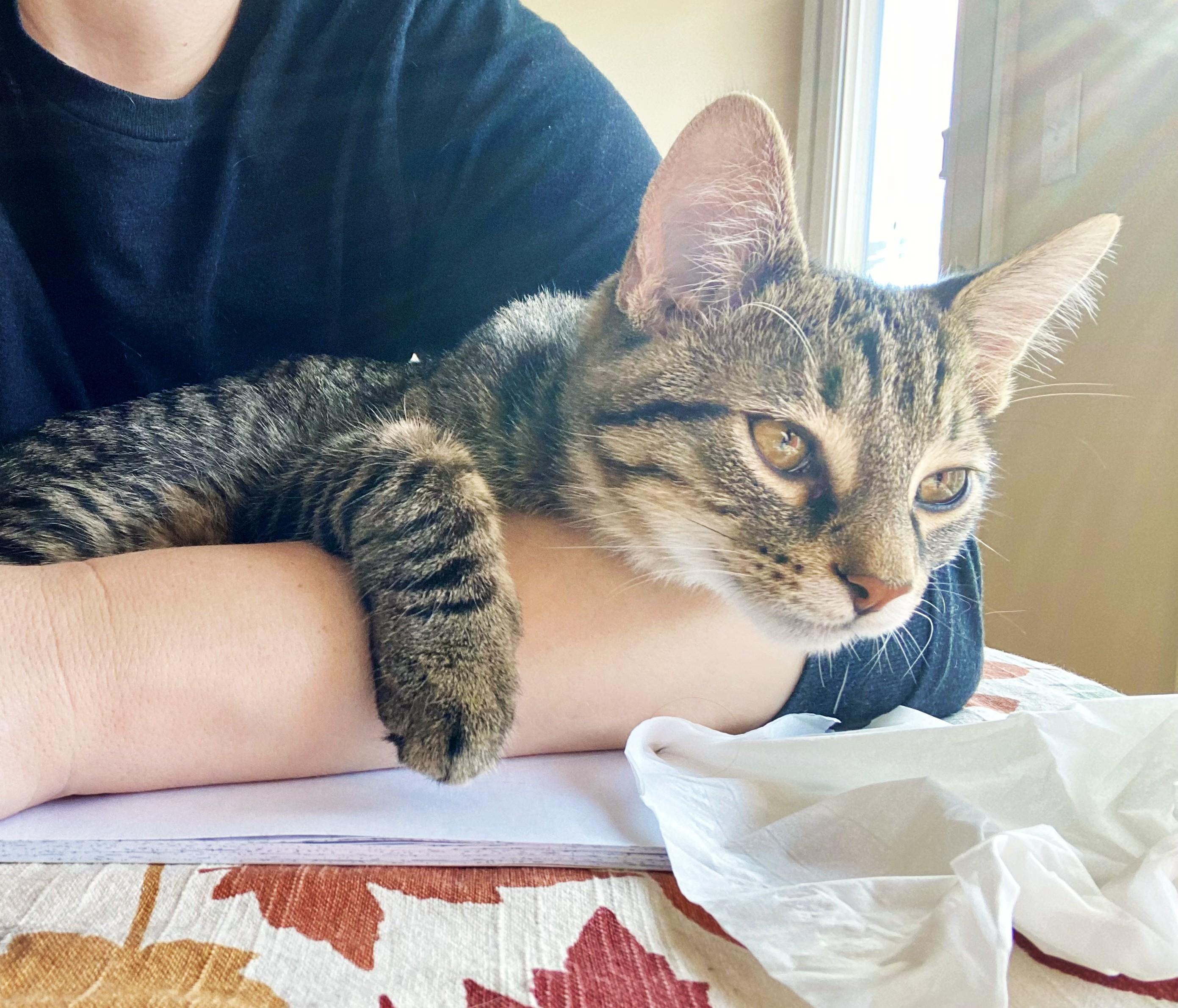 Enlarge Buddy, a Adoptable Tabby in New Albany, OH image 1/6