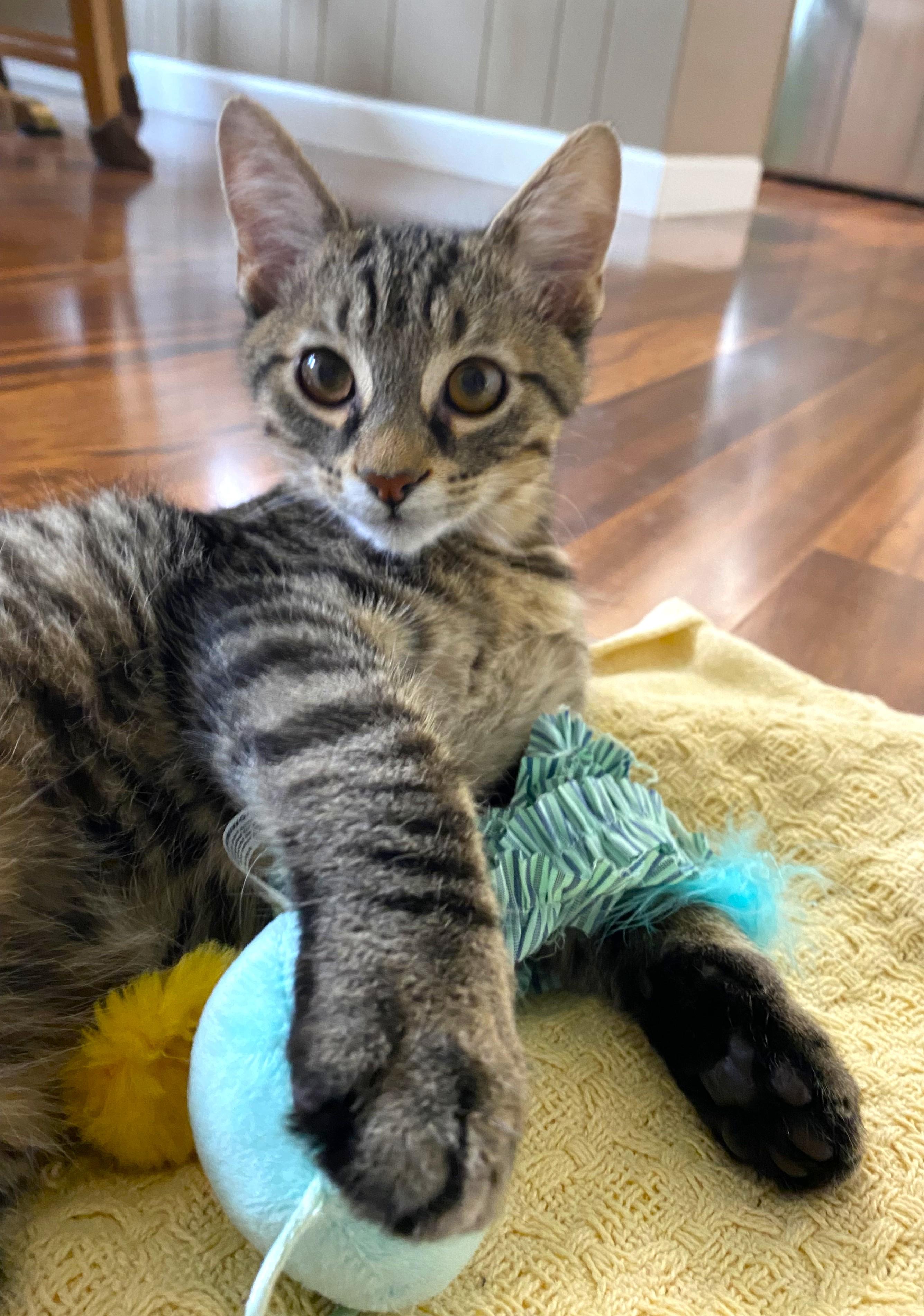 Enlarge Buddy, a Adoptable Tabby in New Albany, OH image 2/6