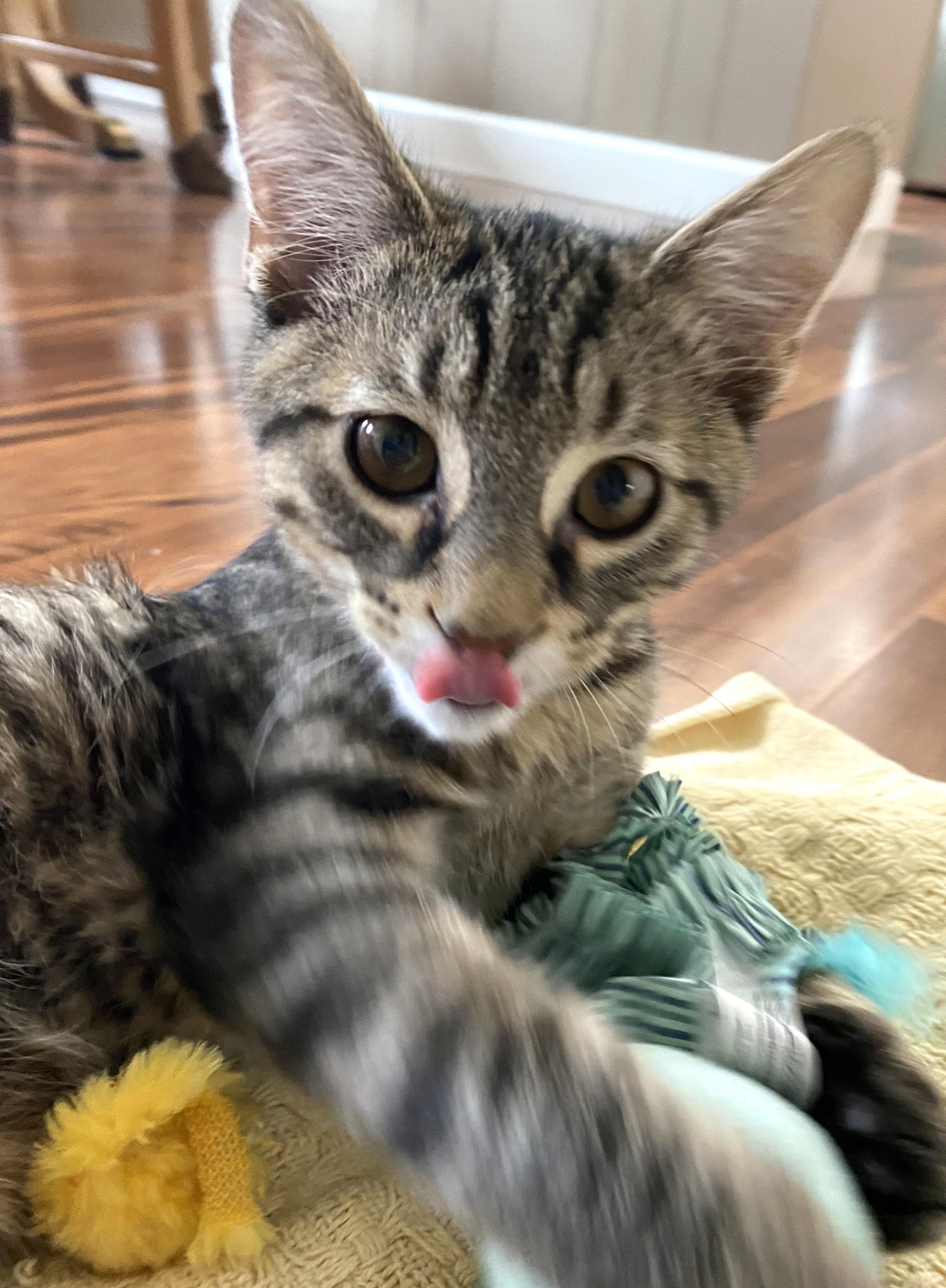 Enlarge Buddy, a Adoptable Tabby in New Albany, OH image 5/6