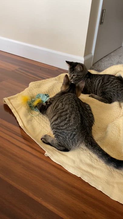 Enlarge Buddy, a Adoptable Tabby in New Albany, OH video 4/6