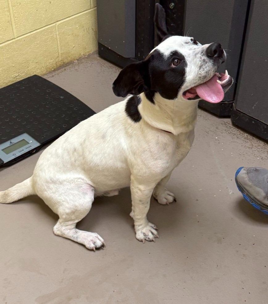 WEENIE HOUDINI, Adoptable, Young Male American Bulldog & Basset Hound.