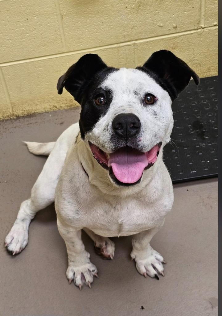 WEENIE HOUDINI, a Adoptable mixed breed in Crossville, TN image 2/2