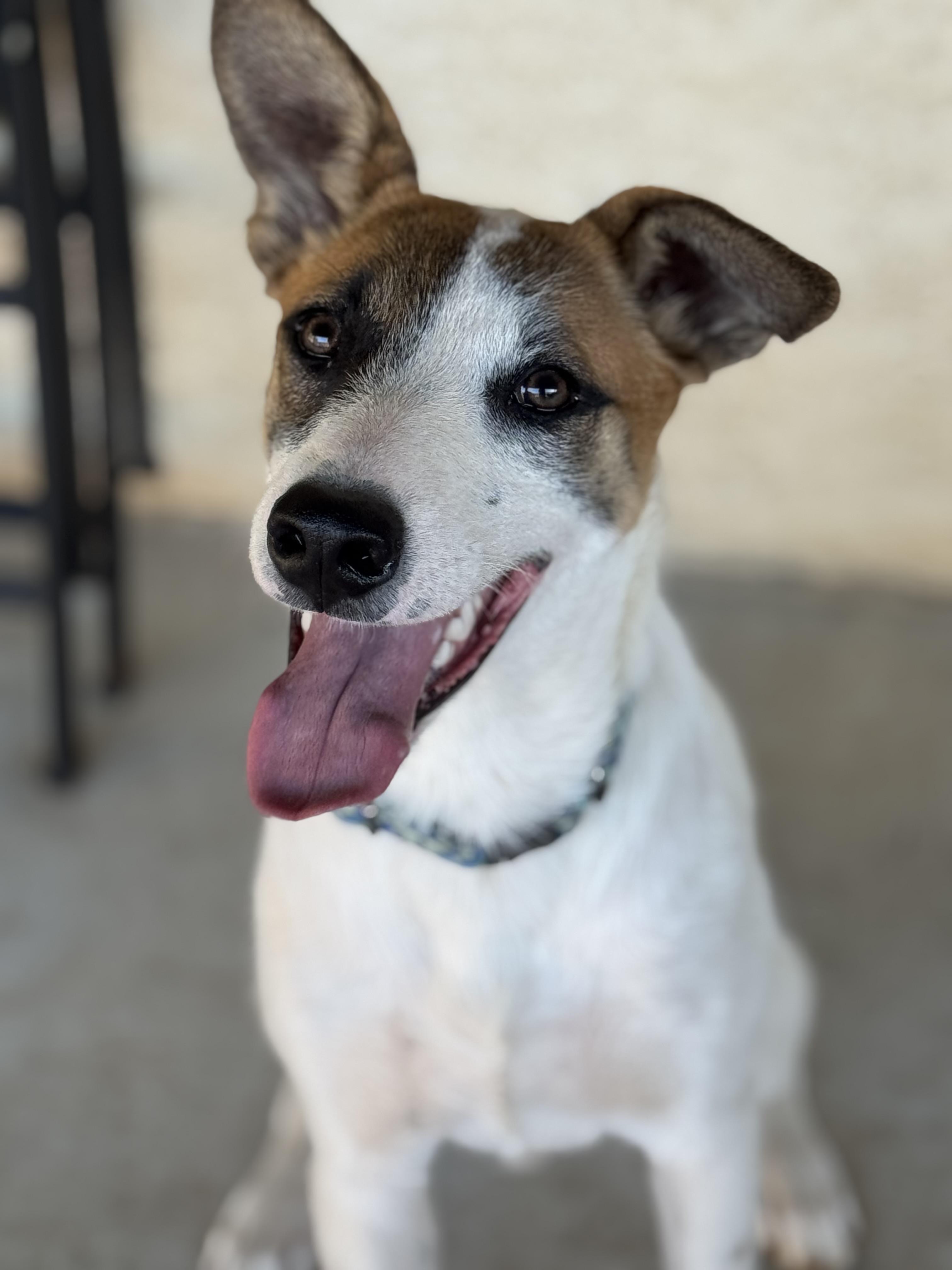 Spotty, Adoptable, Puppy Male Australian Cattle Dog / Blue Heeler & German Shepherd Dog.