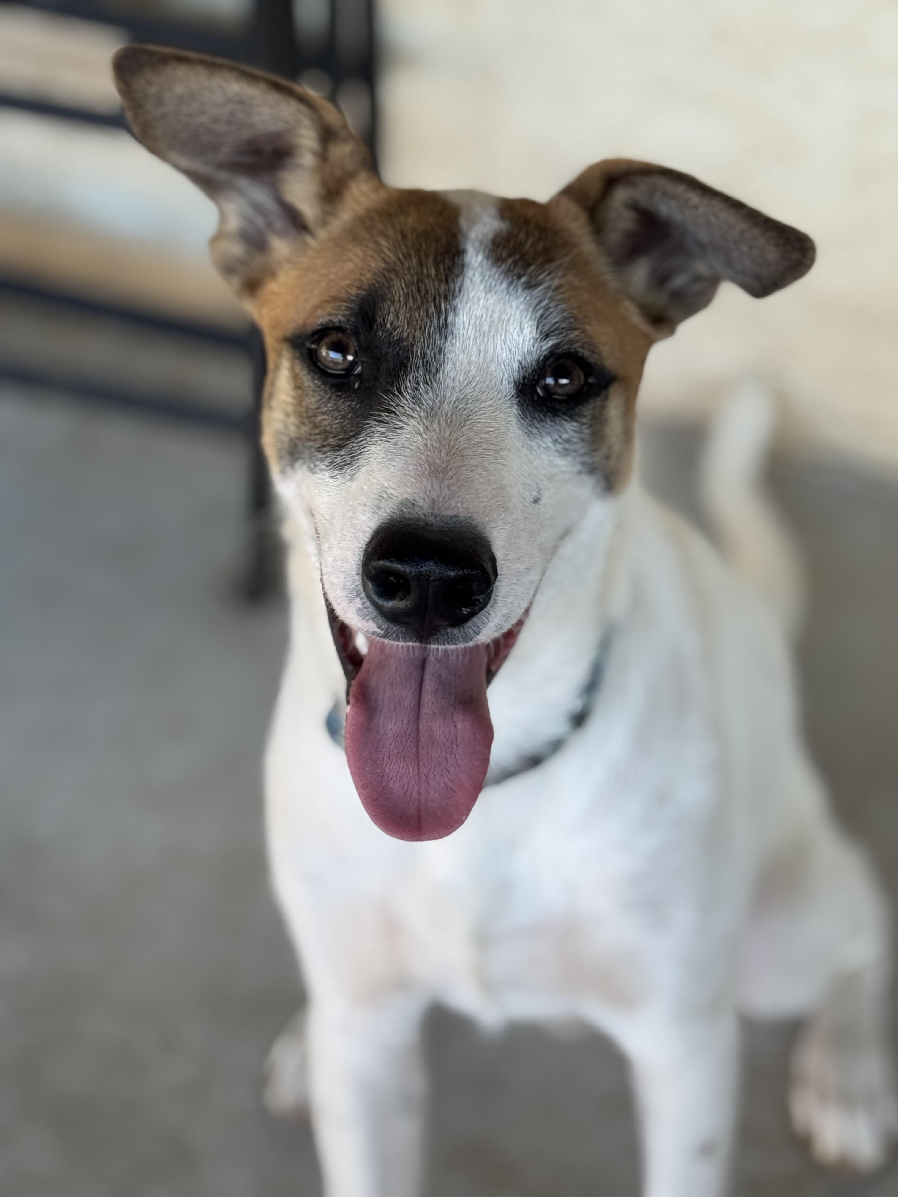 Enlarge Spotty, a Adoptable mixed breed in Bakersfield, CA image 2/6