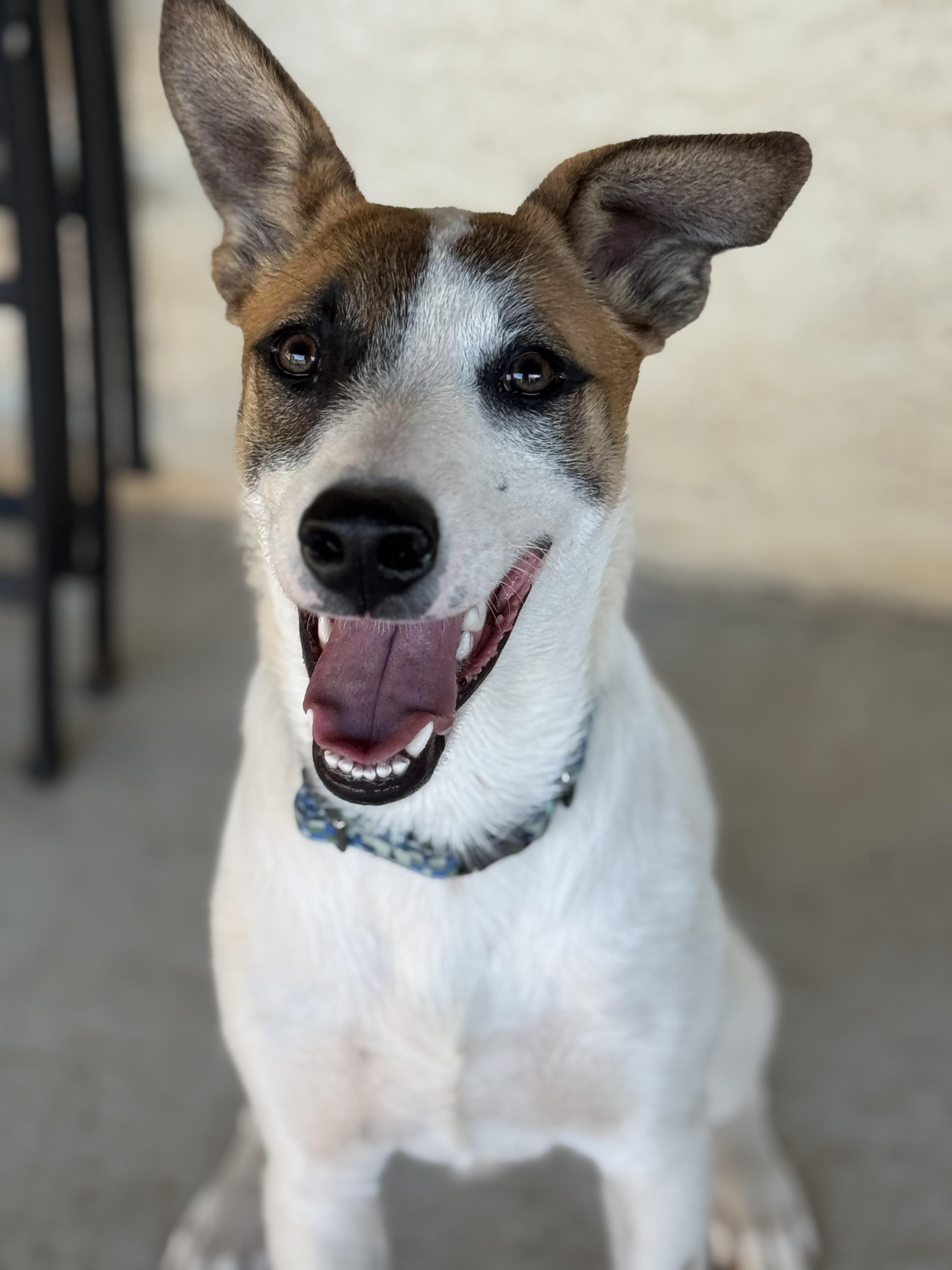 Enlarge Spotty, a Adoptable mixed breed in Bakersfield, CA image 3/6
