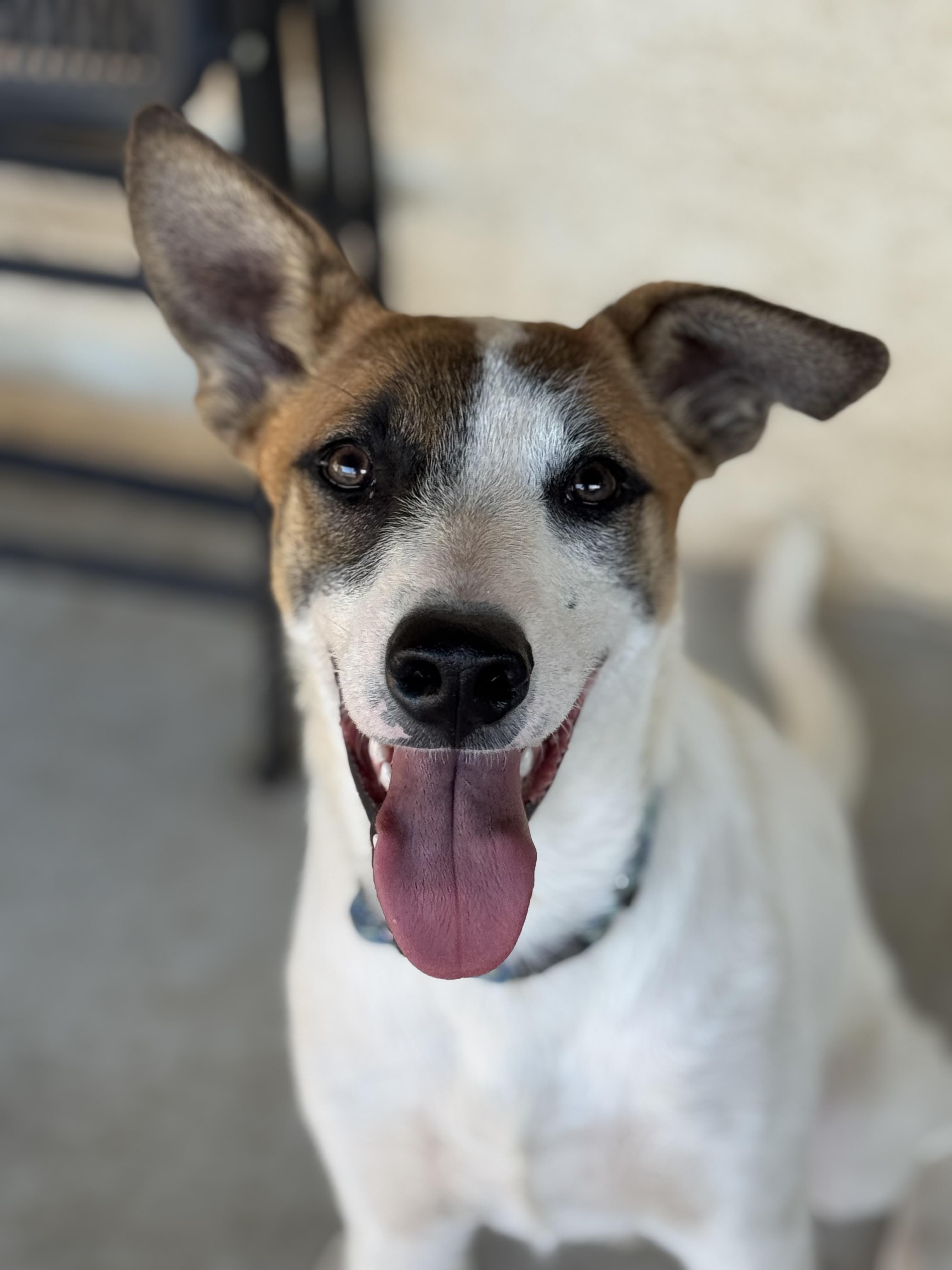 Enlarge Spotty, a Adoptable mixed breed in Bakersfield, CA image 4/6
