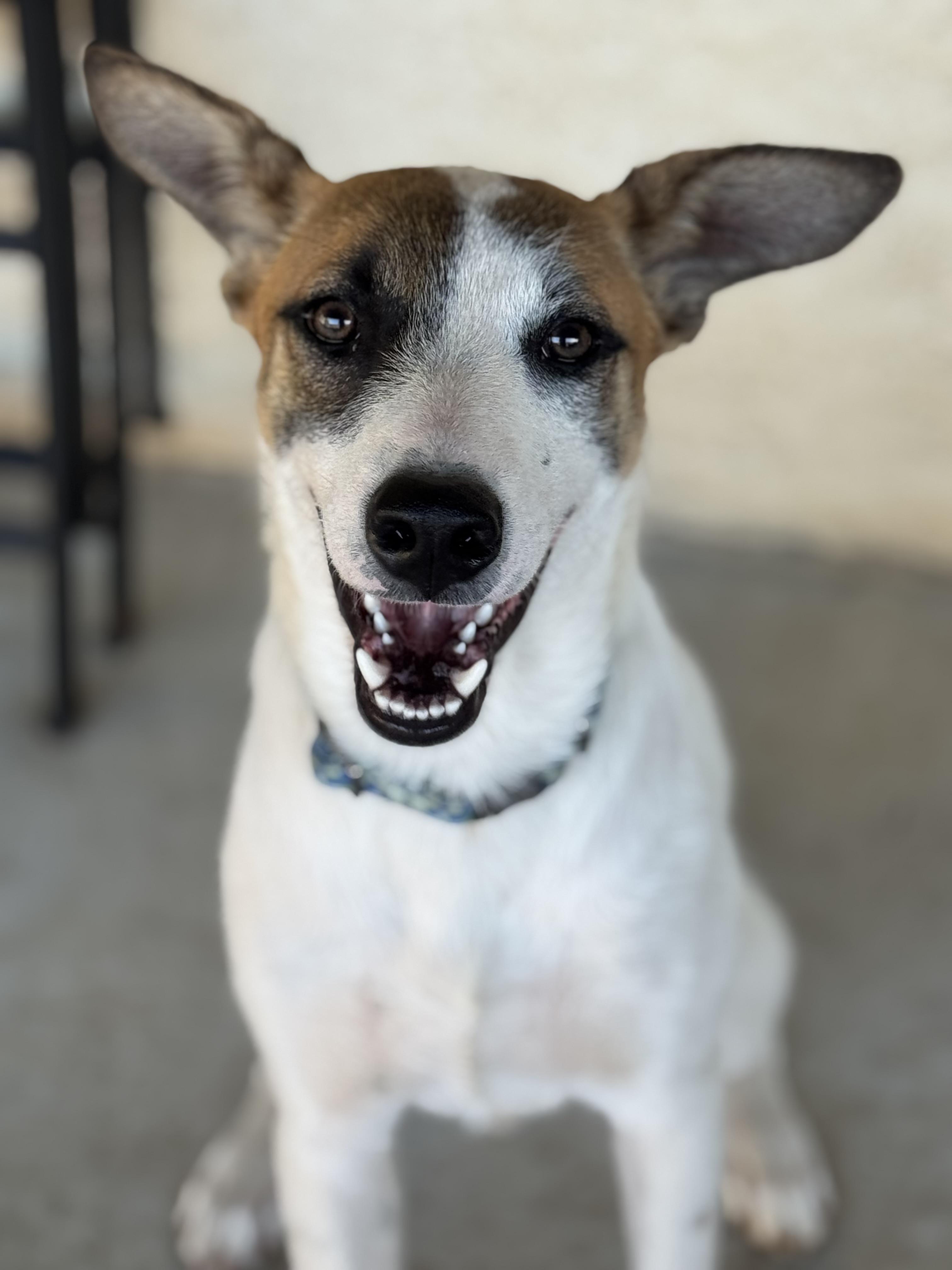 Enlarge Spotty, a Adoptable mixed breed in Bakersfield, CA image 5/6