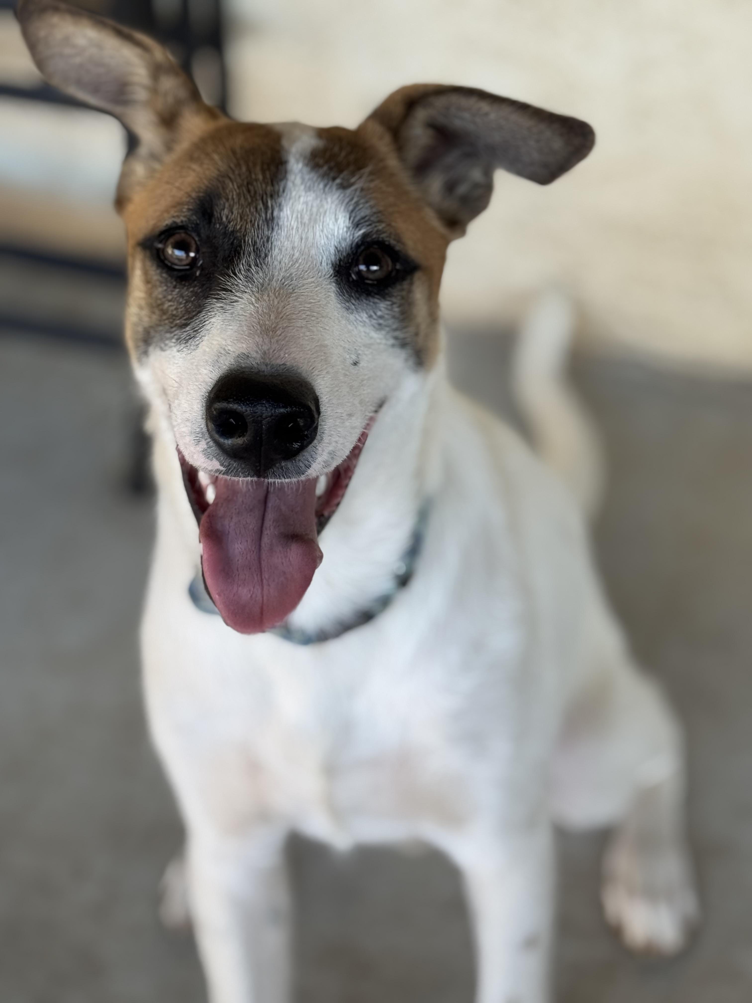 Enlarge Spotty, a Adoptable mixed breed in Bakersfield, CA image 6/6