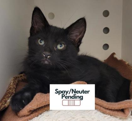 Latte, Adoptable, Kitten Female Domestic Short Hair & Domestic Short Hair.