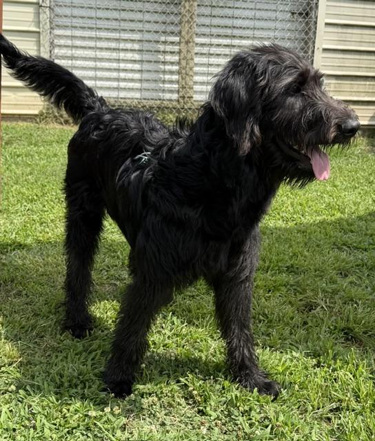 Bernard, a ADOPTABLE Labradoodle in Gardiner, NY image 2/6
